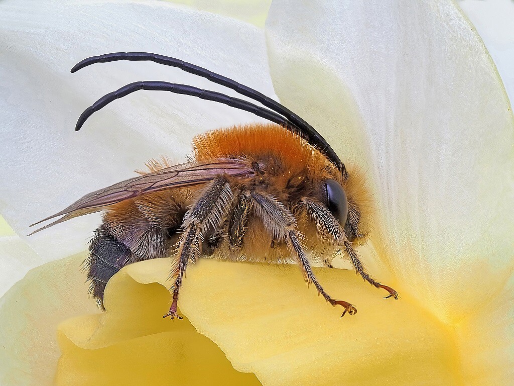 Insekten ganz nah: Makrofotografien im Naturmuseum Bozen 1 suedtirol.info