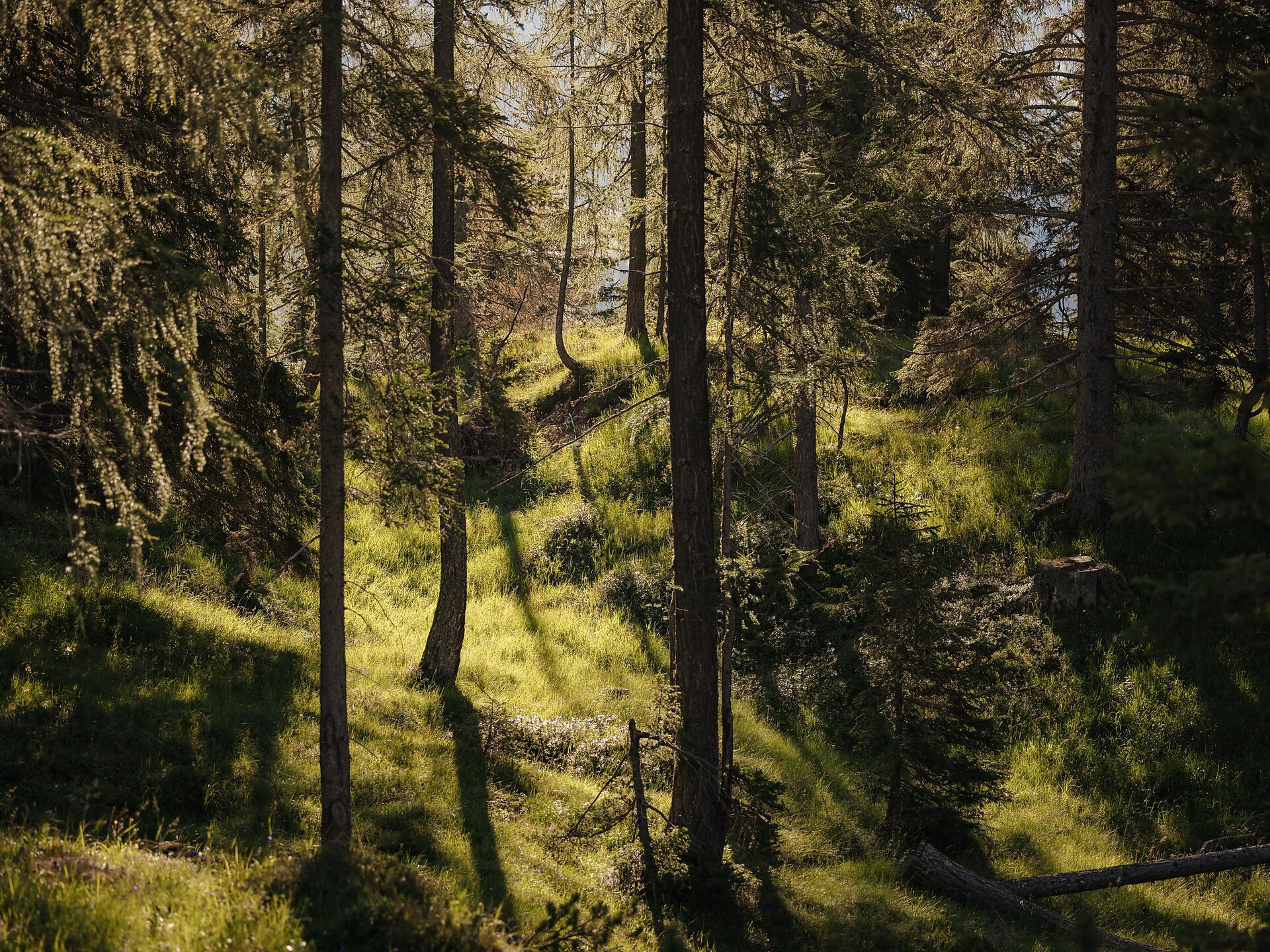 Im Reich der Pilze: Vortrag über Mykologie – ATIRA - Dolomitenregion Alta Badia - #2 - suedtirol.info