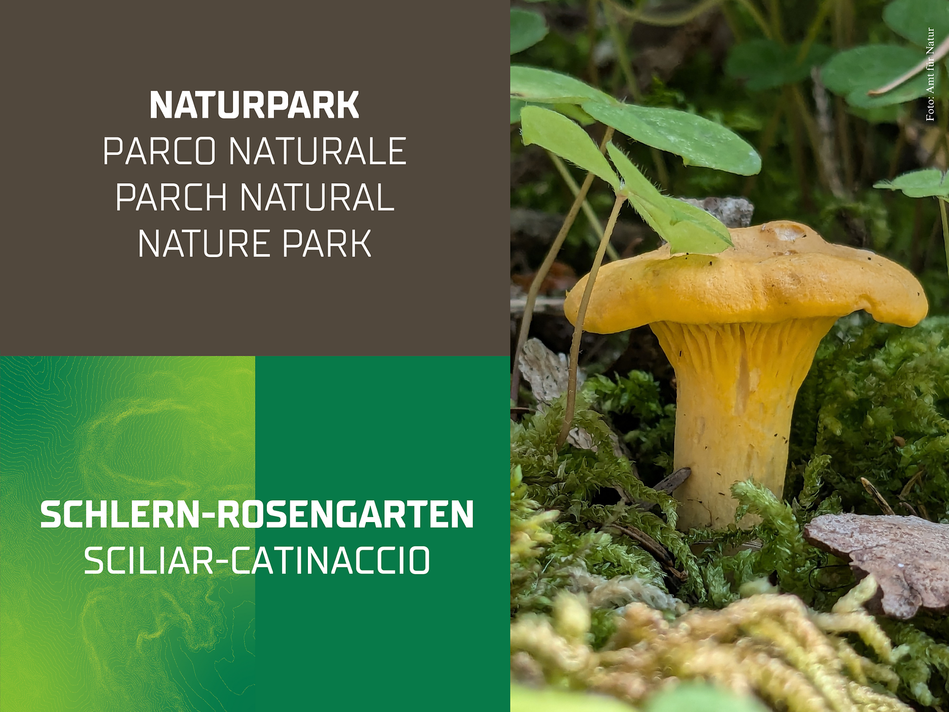 Mykologische Exkursion: Im Hauensteiner Wald - Dolomitenregion Seiser Alm - #1 - suedtirol.info
