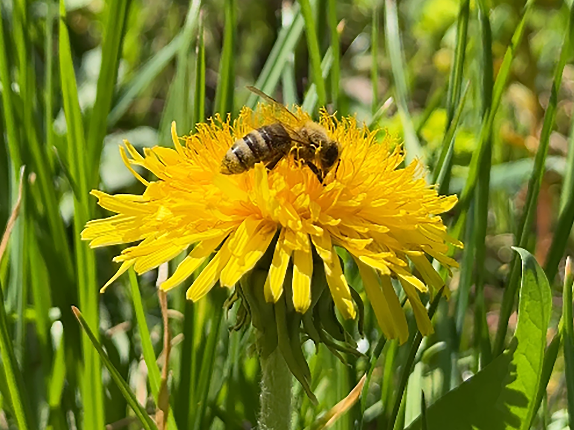 Infostand zum Weltbienentag – „Die Sinne der Biene“ - Südtiroler Weinstraße - #1 - suedtirol.info