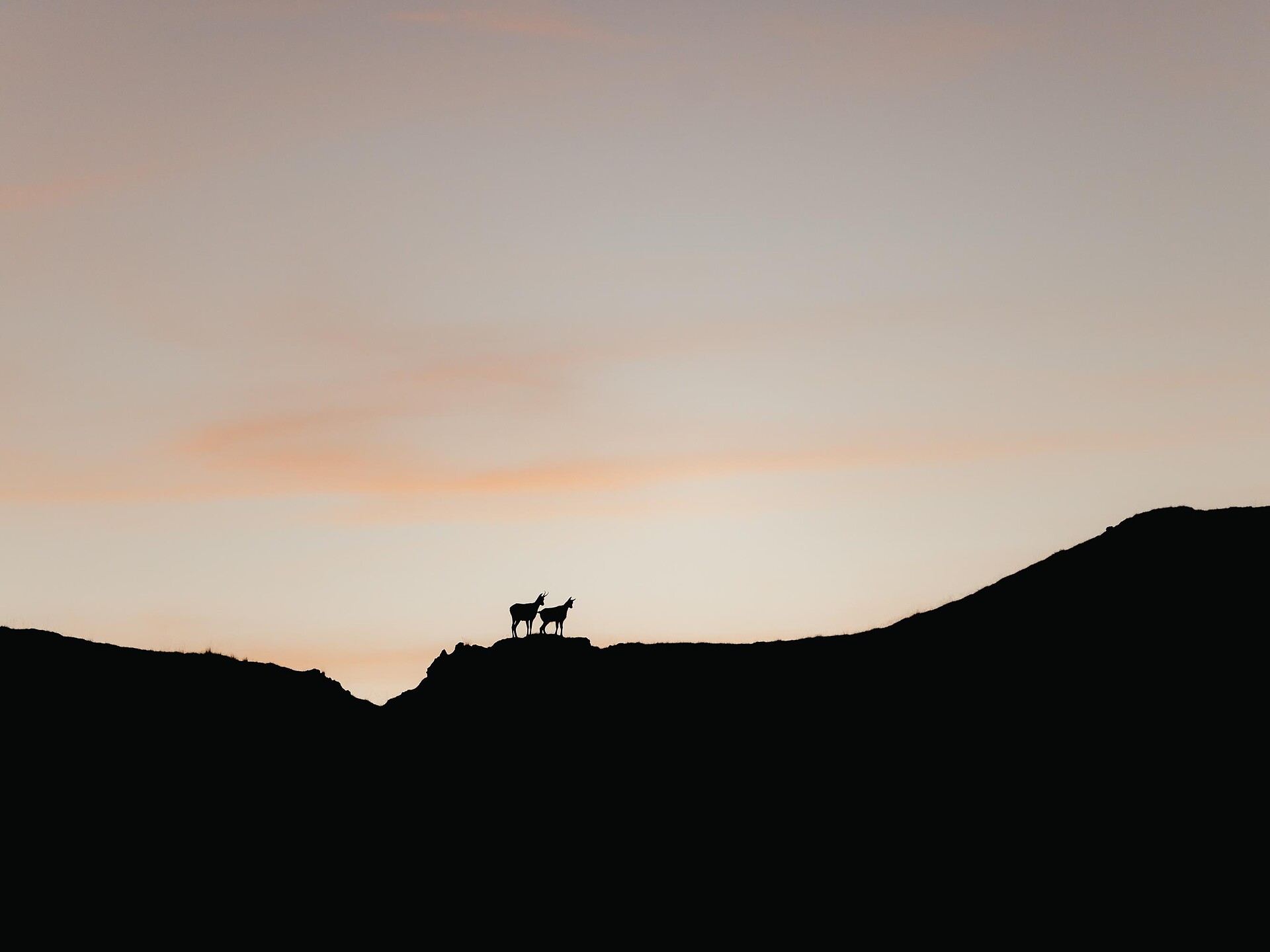 Escursione alla scoperta delle tracce degli animali selvatici - Regione dolomitica Alta Badia - #2 - suedtirol.info