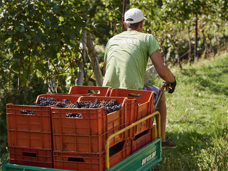 Scopri il mondo di un viticoltore indipendente Appiano sulla Strada del Vino 2 suedtirol.info