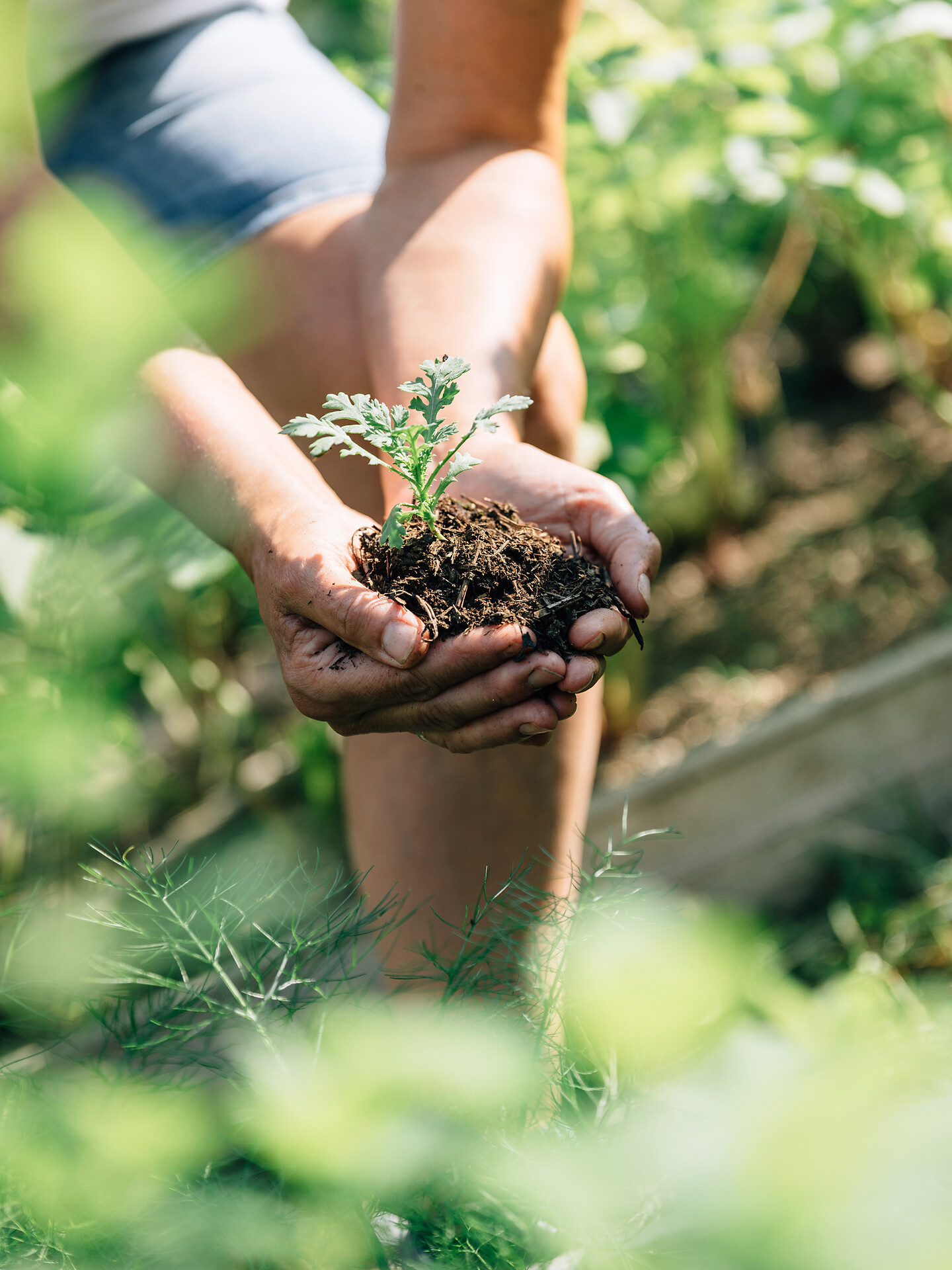 Internationaler Museumstag und Pflanzentauschmarkt - Meran und Umgebung - #2 - suedtirol.info