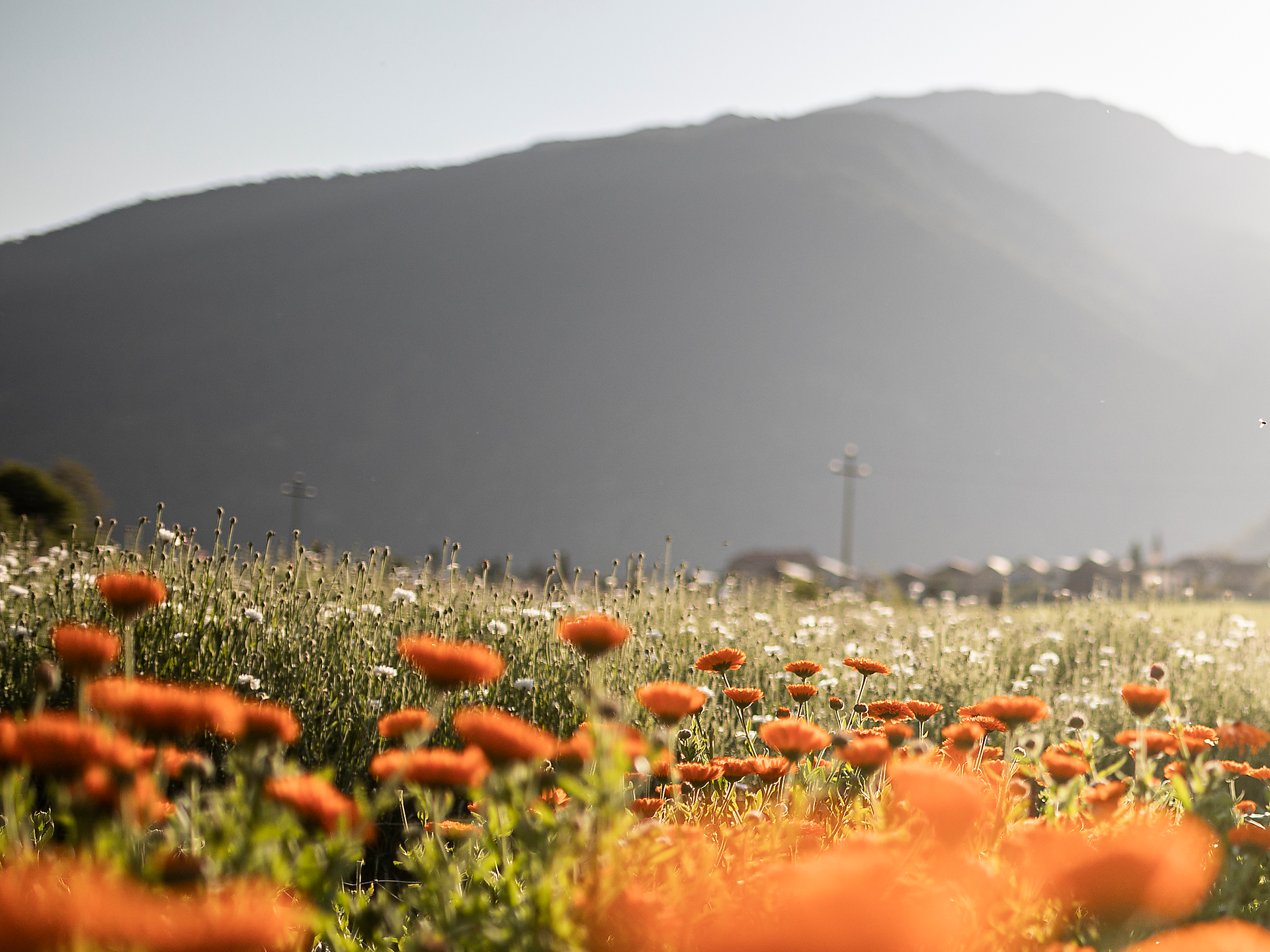 Season hike – exploring the use of herbs Olang/Valdaora 1 suedtirol.info