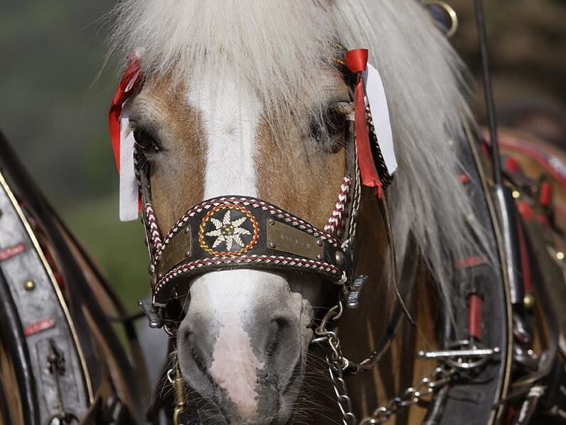 Jubiläumsschau – 80 Jahre Haflinger Pferdezuchtverein Ritten - Bozen und Umgebung - #1 - suedtirol.info