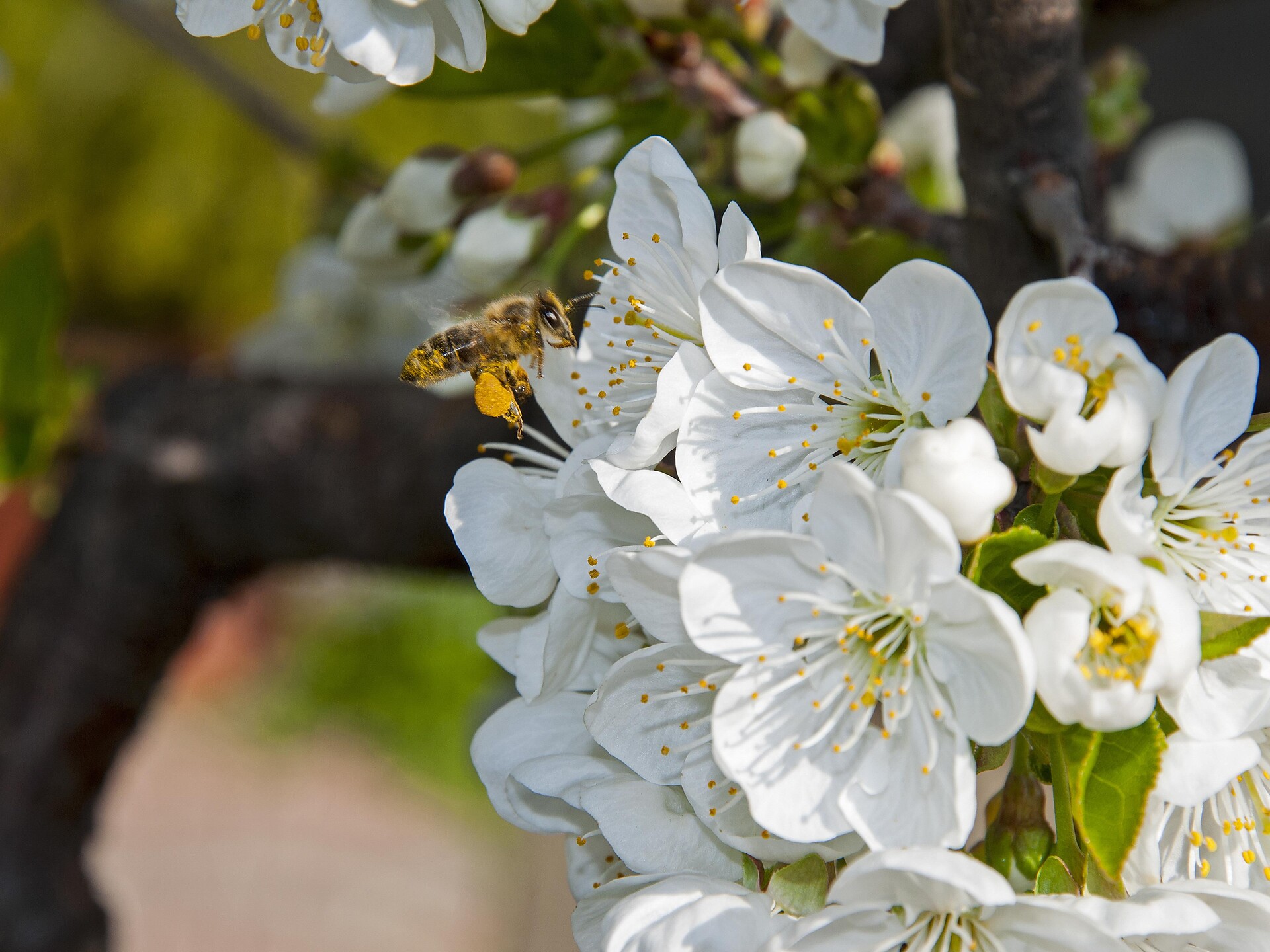 Juval Spring - Vinschgau/Val Venosta - #2 - suedtirol.info