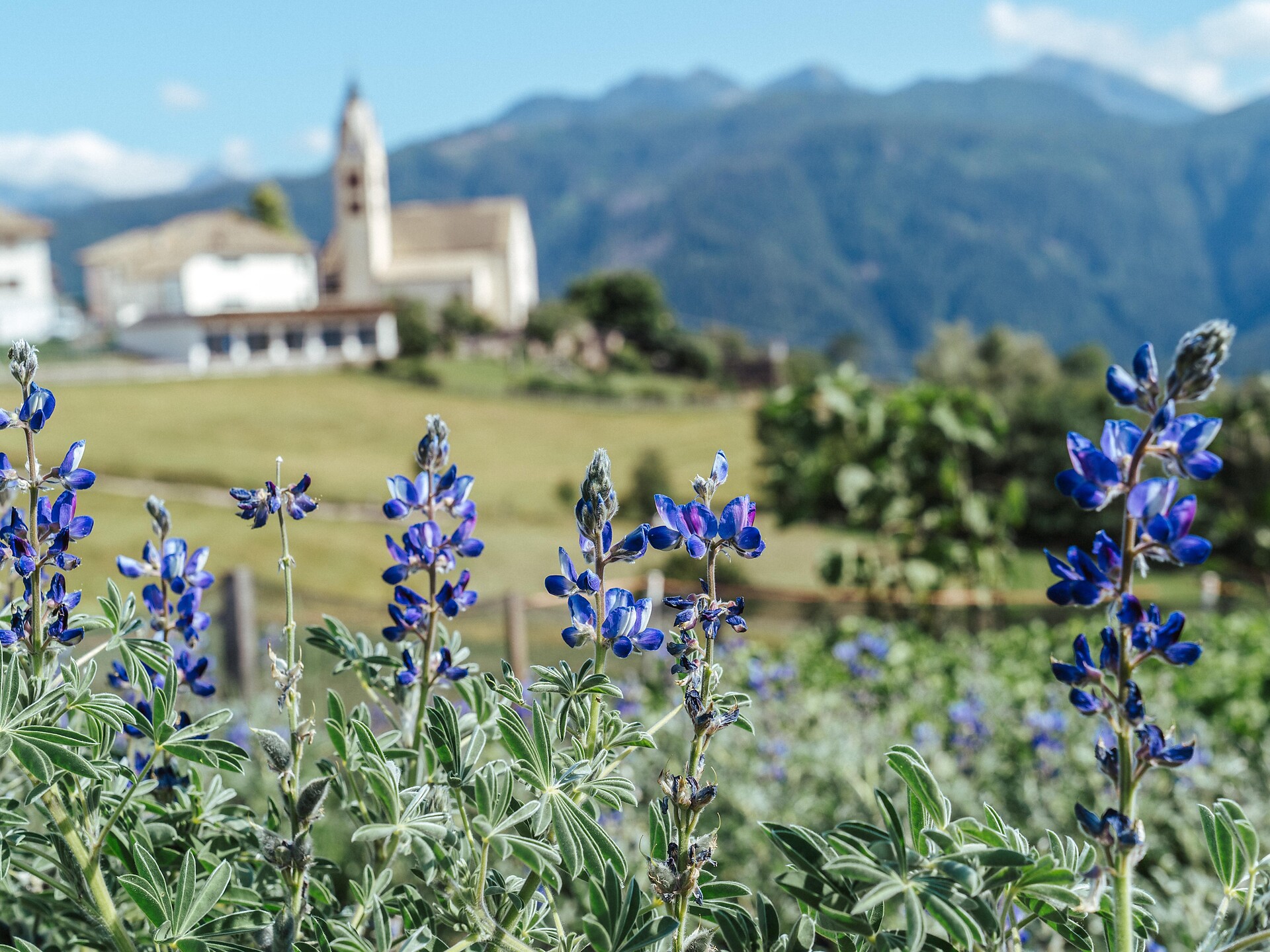 Tesori culinari di Anterivo - il lupino di Anterivo -  - #2 - suedtirol.info