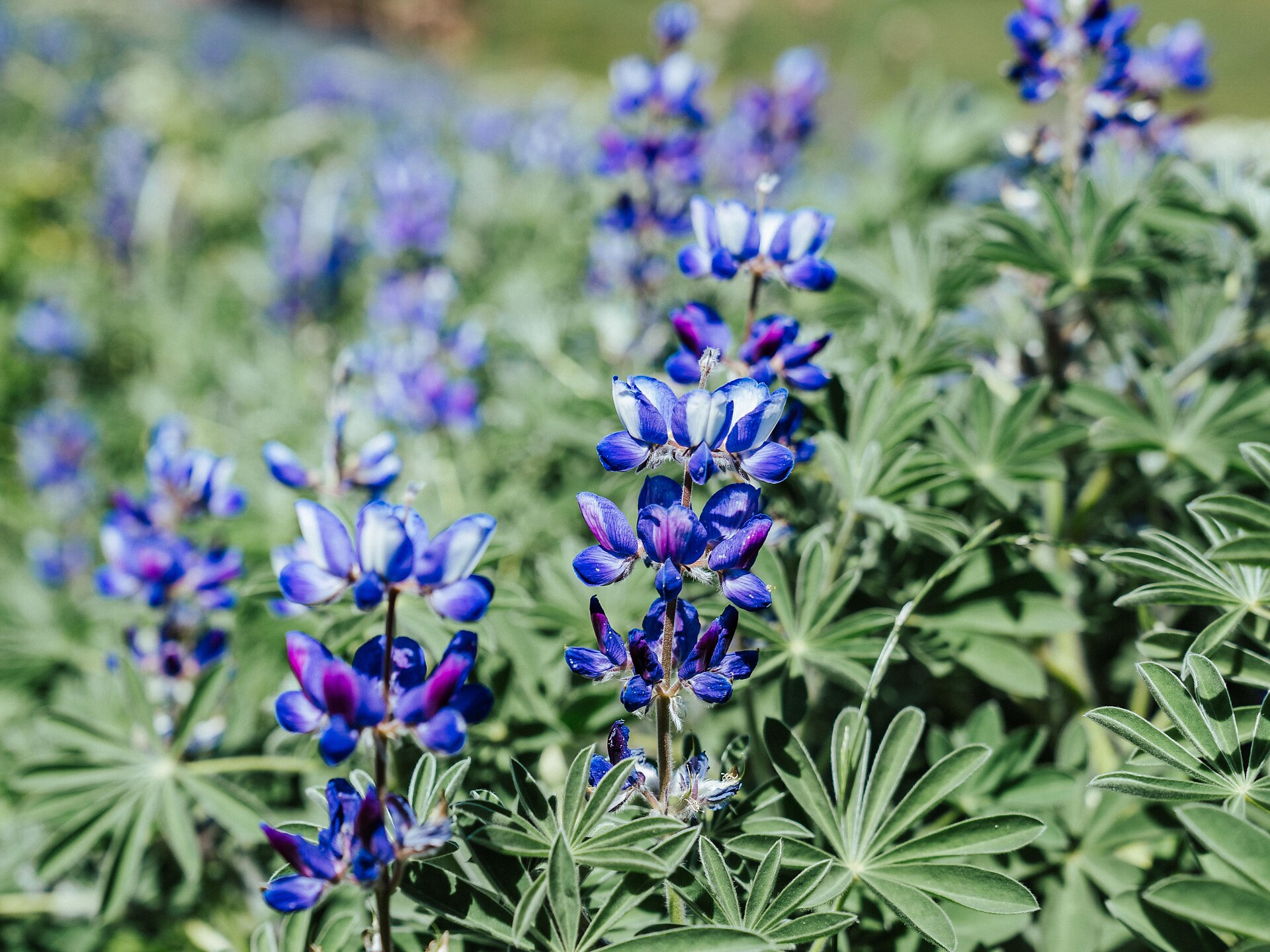 Tesori culinari di Anterivo - il lupino di Anterivo -  - #3 - suedtirol.info