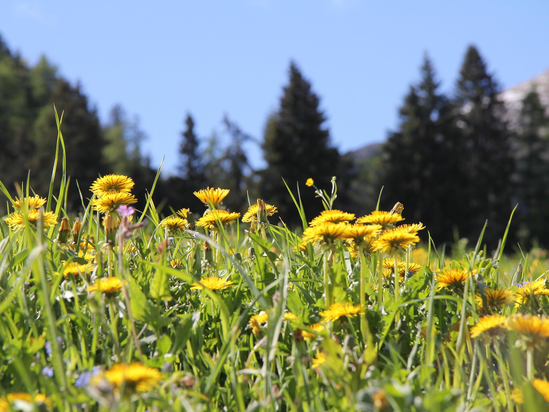 Escursione guidata - Merano e dintorni - #1 - suedtirol.info