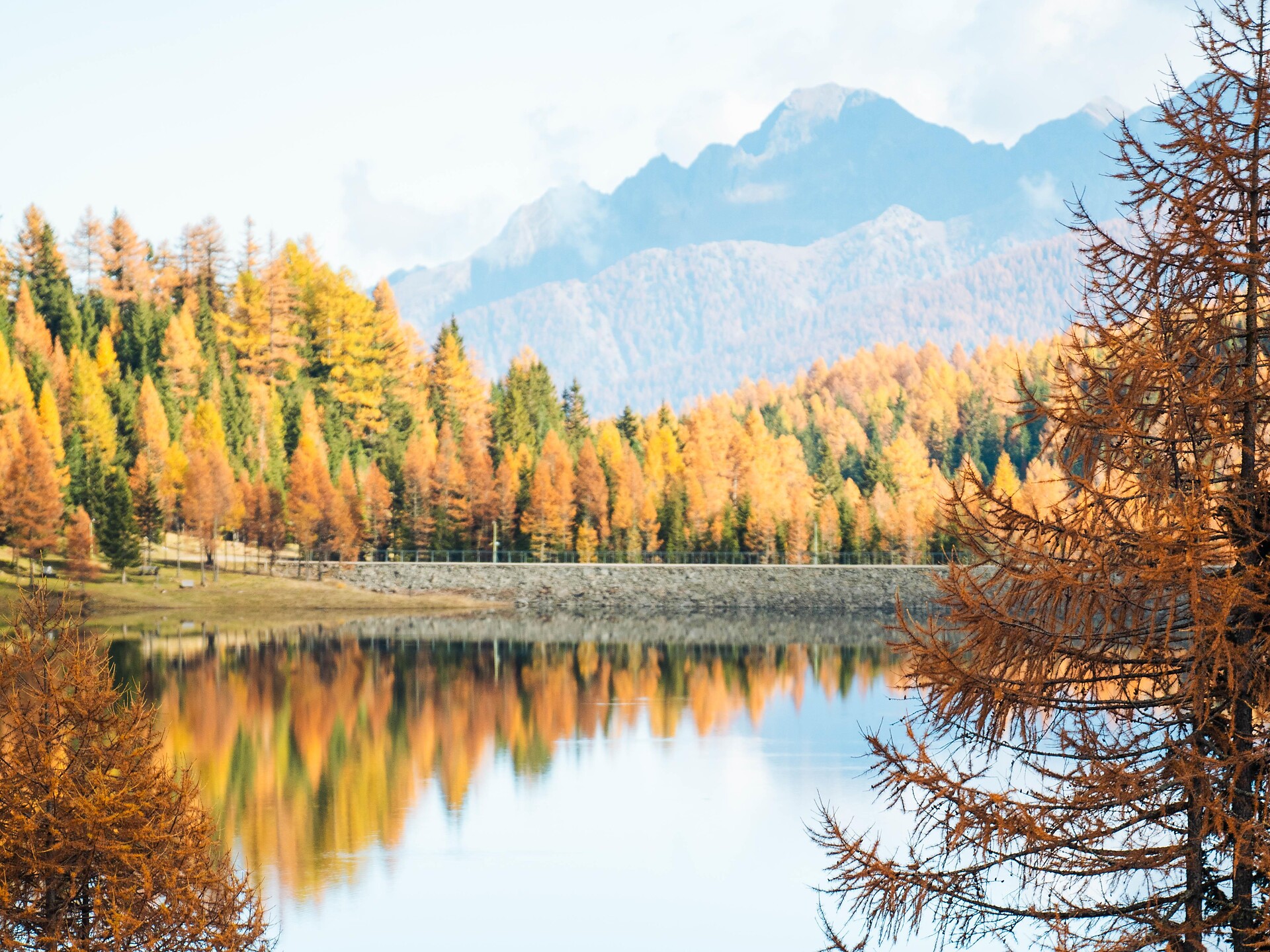 Kräuter: Die Heilkraft der Bäume - Meran und Umgebung - #1 - suedtirol.info