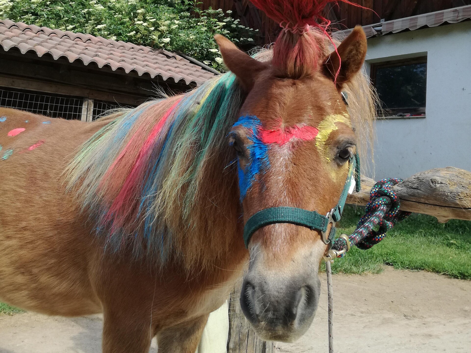 Kids am Reiterhof - Meran und Umgebung - #1 - suedtirol.info