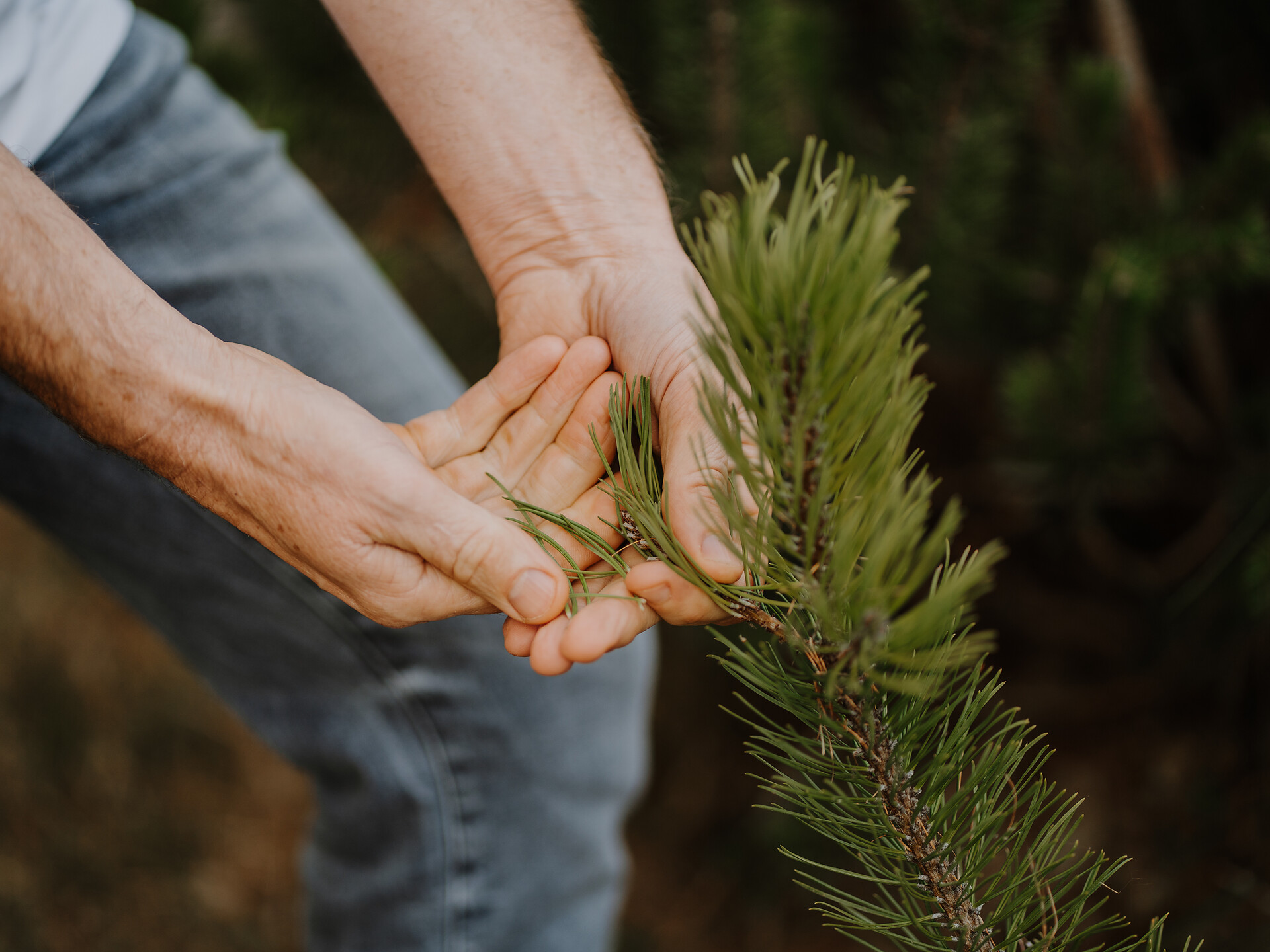 Conoscenze erboristiche sul Monte San Vigilio – tra natura e mito - Merano e dintorni - #2 - suedtirol.info