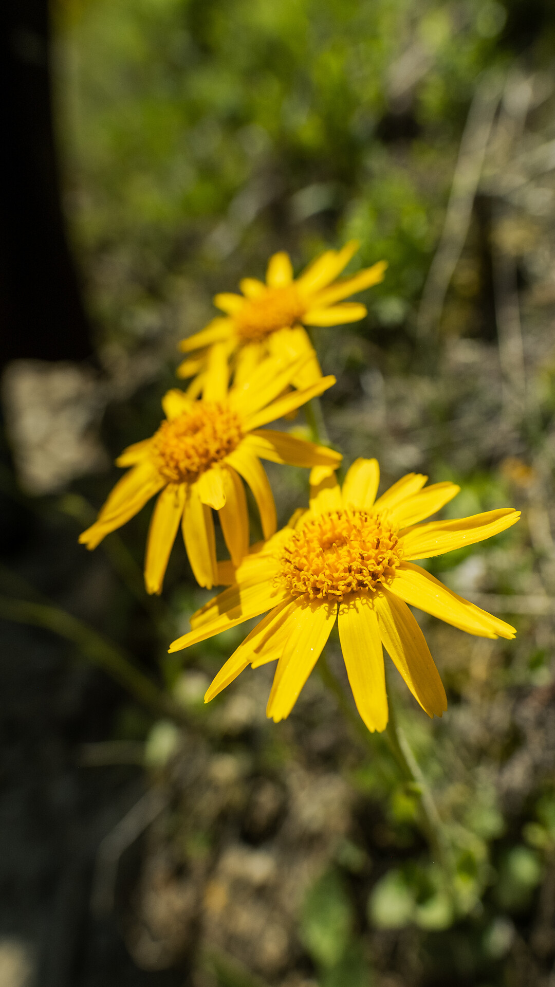Escursione delle erbe al Monte Tramontana di Ciardes - Merano e dintorni - #1 - suedtirol.info