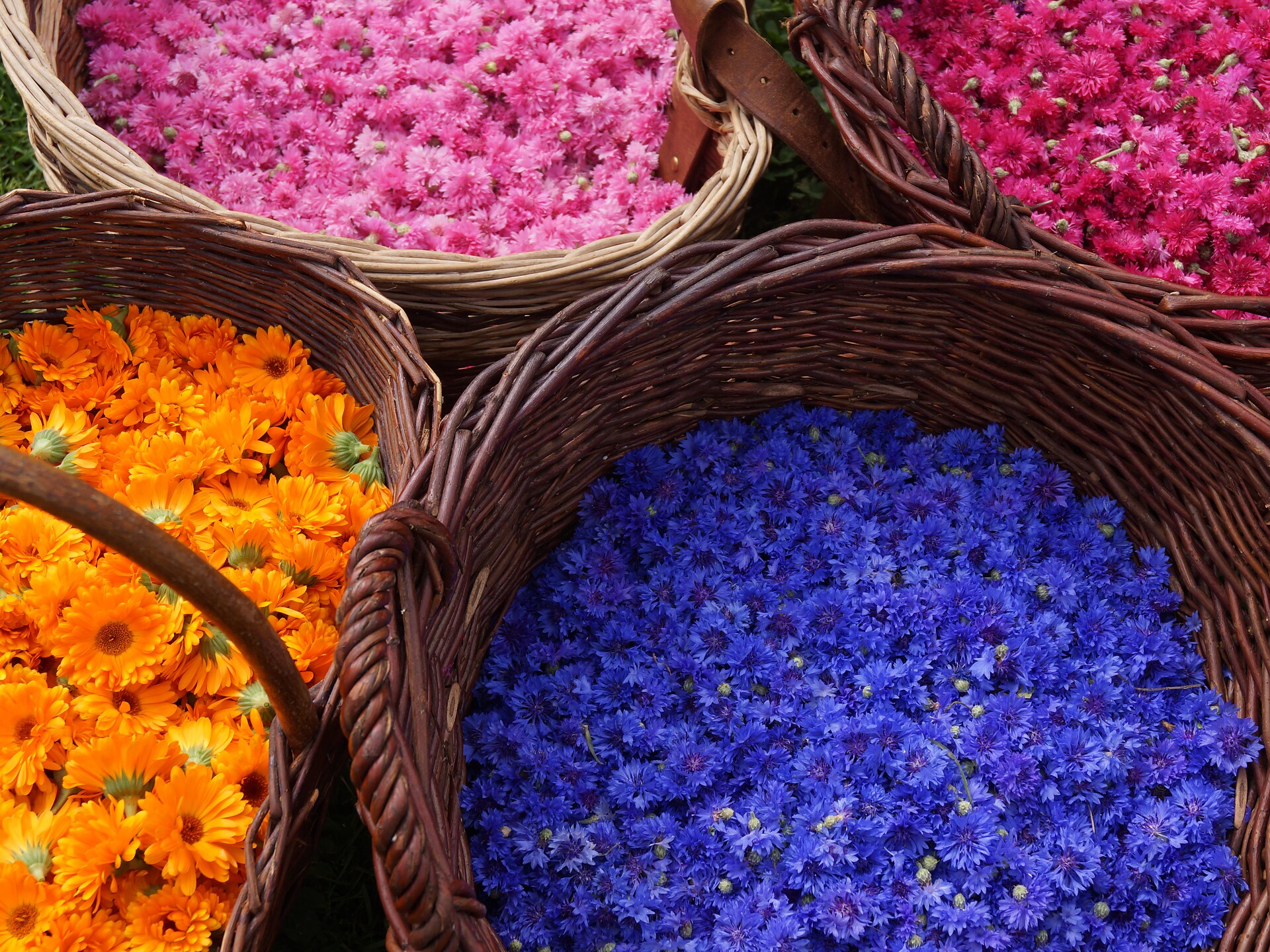 Kräuter: Wild- und Gartenkräuter im Ultner Bergsommer - Meran und Umgebung - #1 - suedtirol.info
