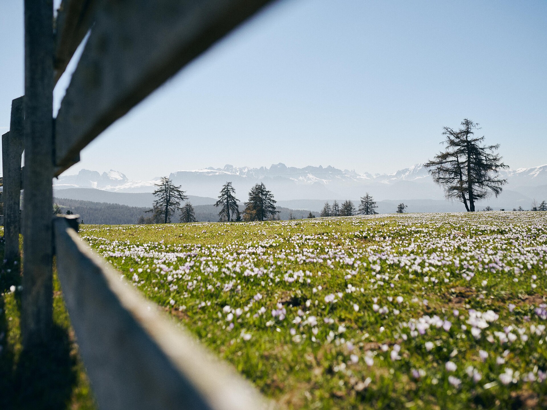 Escursione guidata: Möltner Kaser - Merano e dintorni - #1 - suedtirol.info