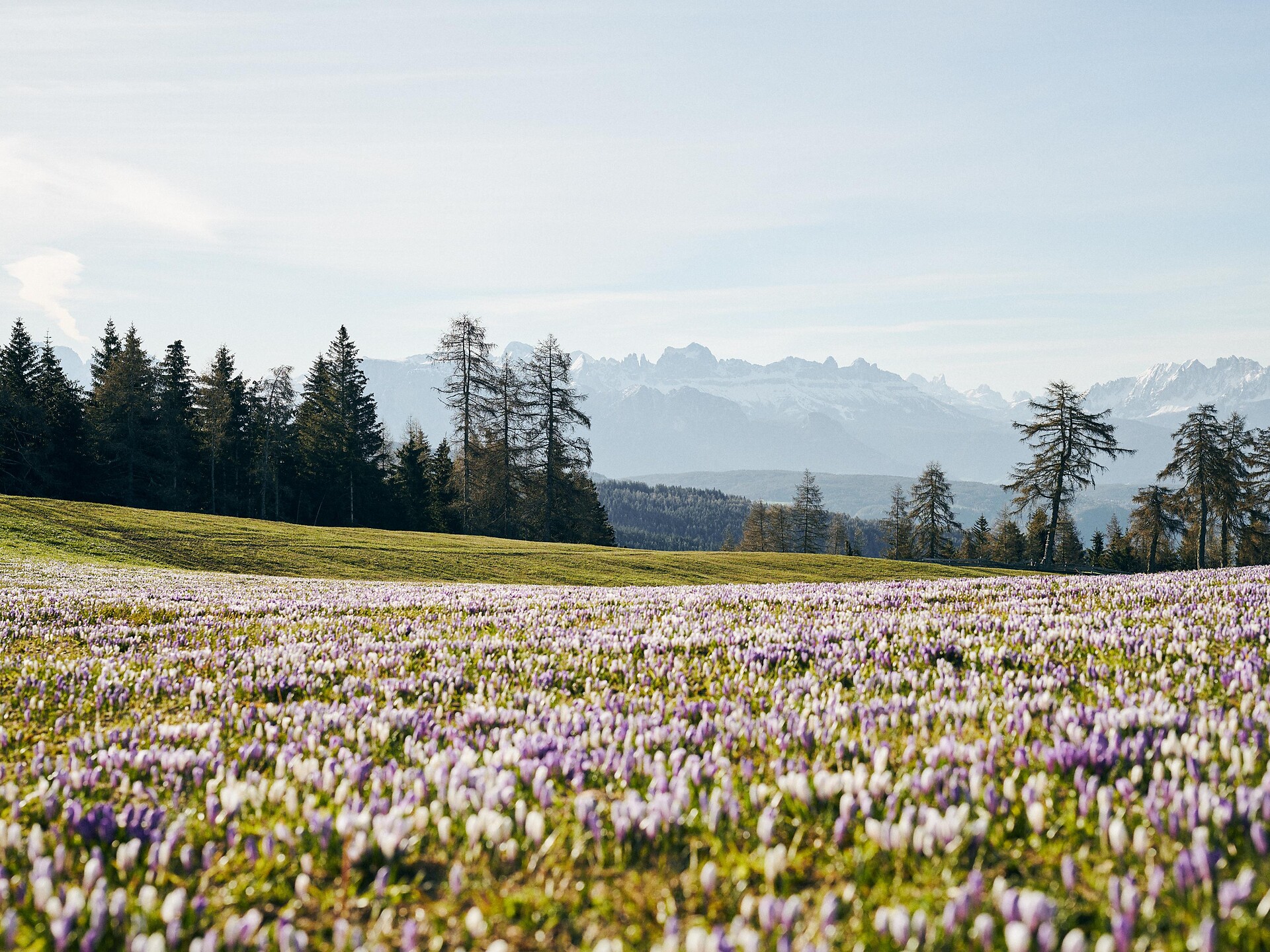 Escursione guidata: Möltner Kaser - Merano e dintorni - #2 - suedtirol.info
