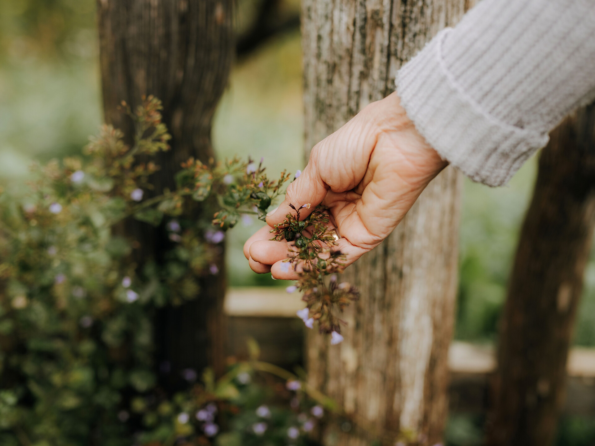 Kneipp dich glücklich (Wildkräuter und Wolhlbefinden) - Meran und Umgebung - #2 - suedtirol.info