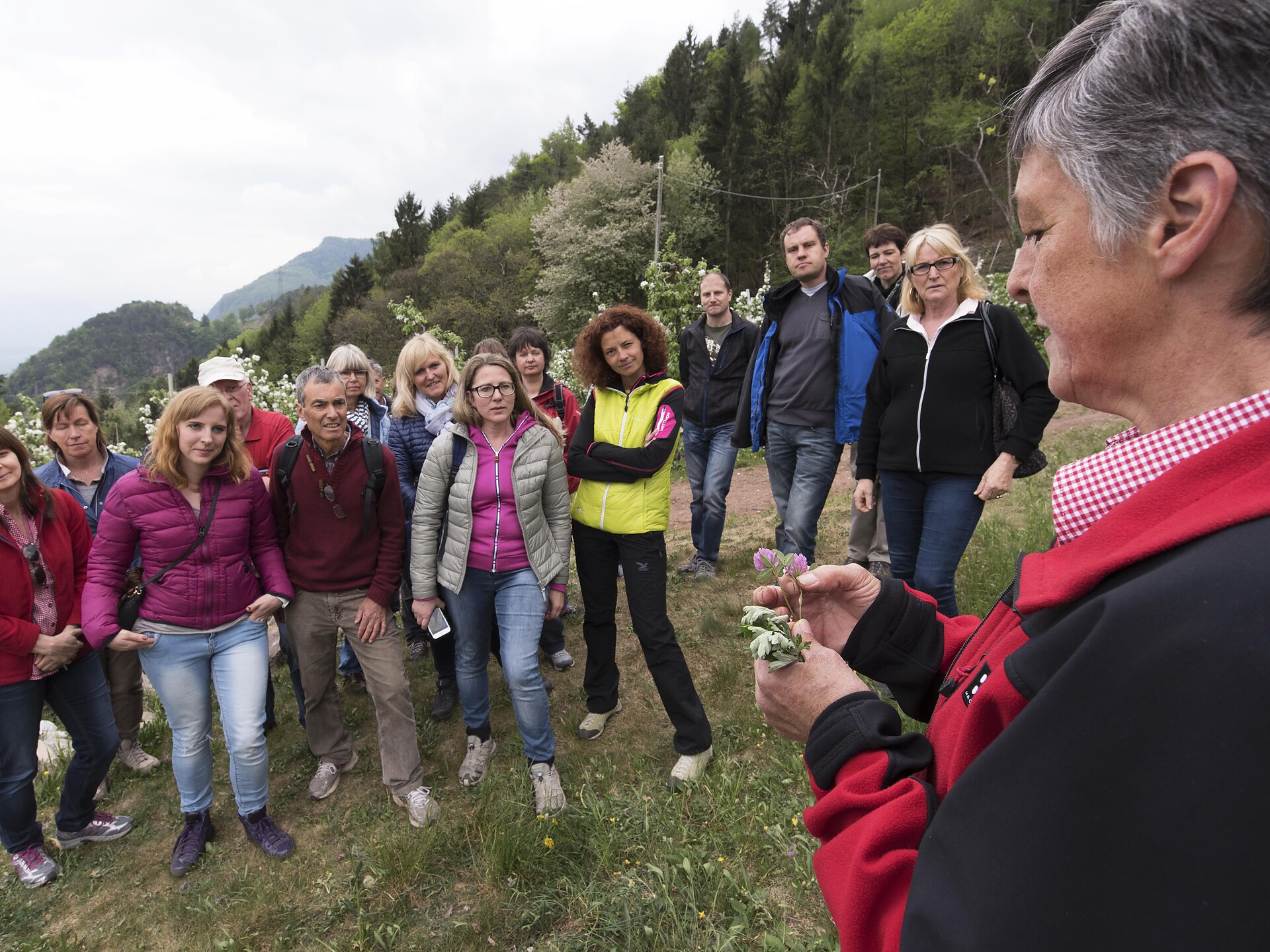 Kräuterführung am Großkemathof (TESANA) - Meran und Umgebung - #2 - suedtirol.info