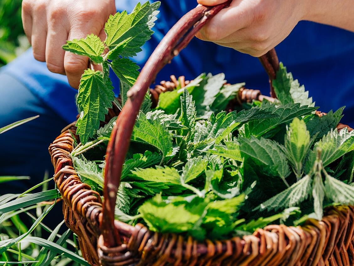 Evento della Scuola di cucina del Gallo Rosso: „Schätze der Natur“ - Bolzano e dintorni - #2 - suedtirol.info