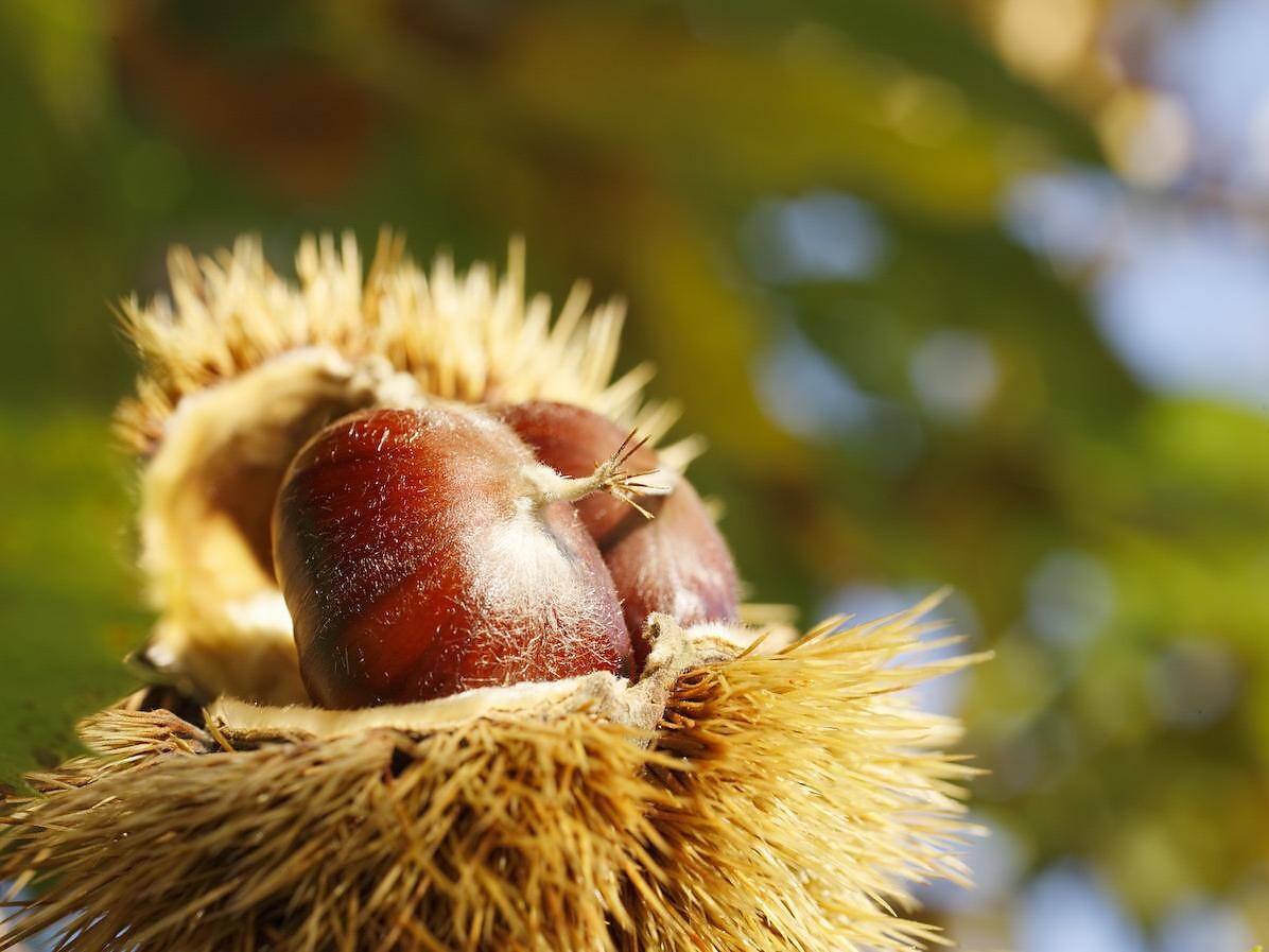 Chestnut Days KESCHTNRIGGL in Tisens-Prissian, Völlan and Lana - Meran/Merano and environs - #1 - suedtirol.info