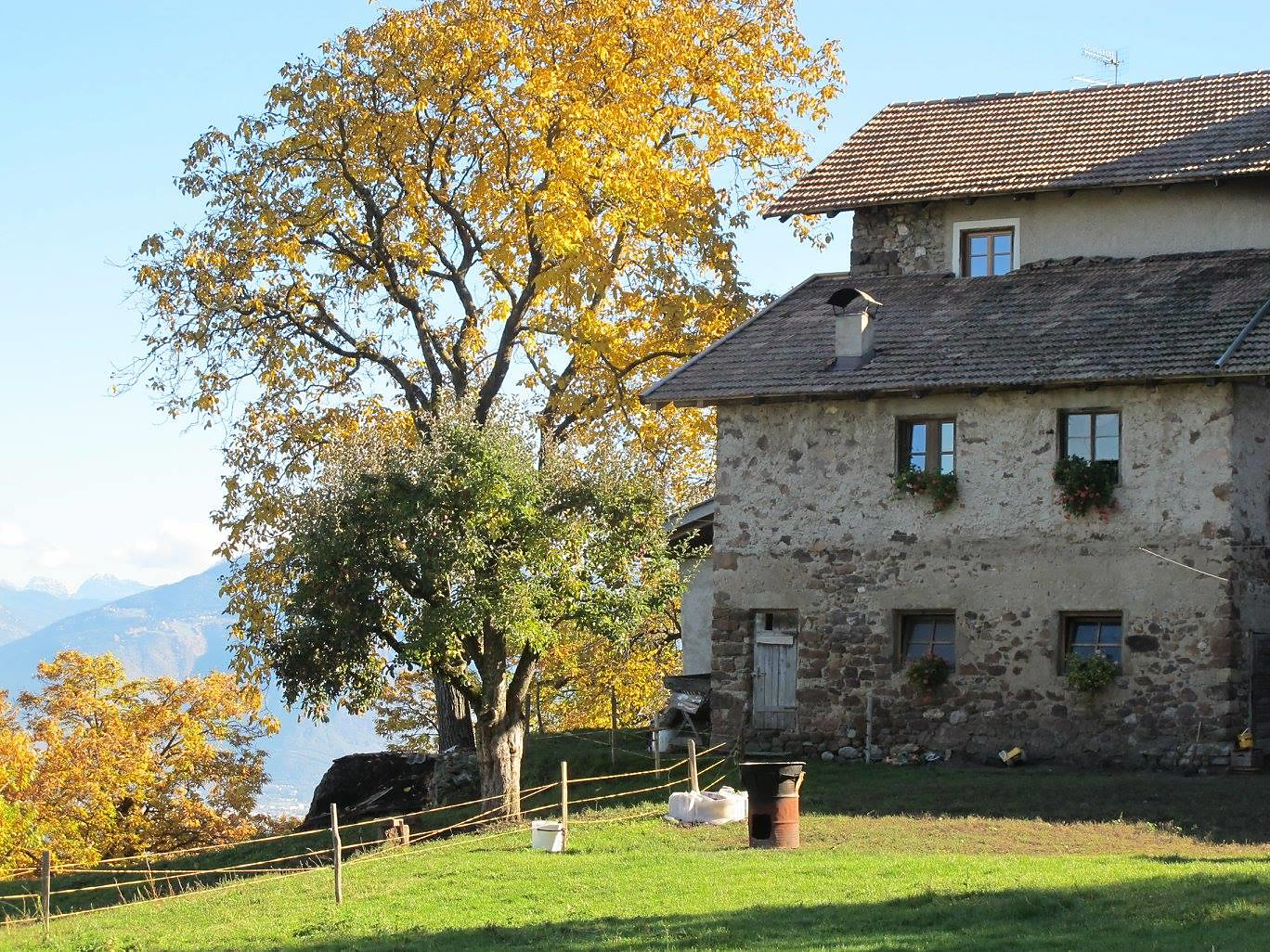 Kastanienhain, gebratene Kastanien und Marende (KESCHTNRIGGL) - Meran und Umgebung - #1 - suedtirol.info