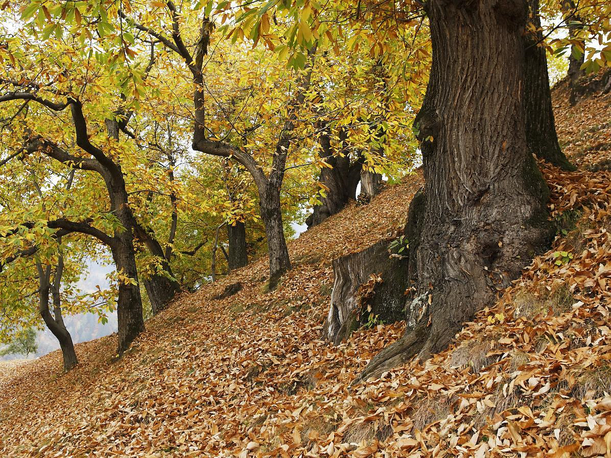Castagneti, caldarroste e merenda tirolese (KESCHTNRIGGL) - Merano e dintorni - #1 - suedtirol.info