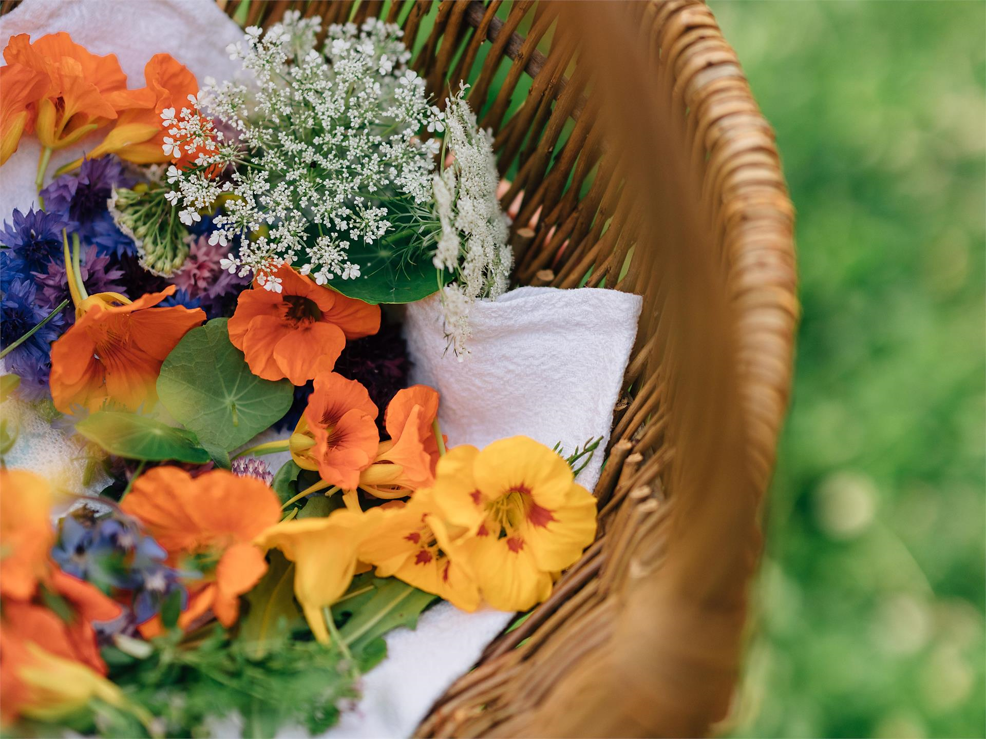 Kräuterwanderung - Auf den Spuren der Wildkräuter - Meran und Umgebung - #3 - suedtirol.info