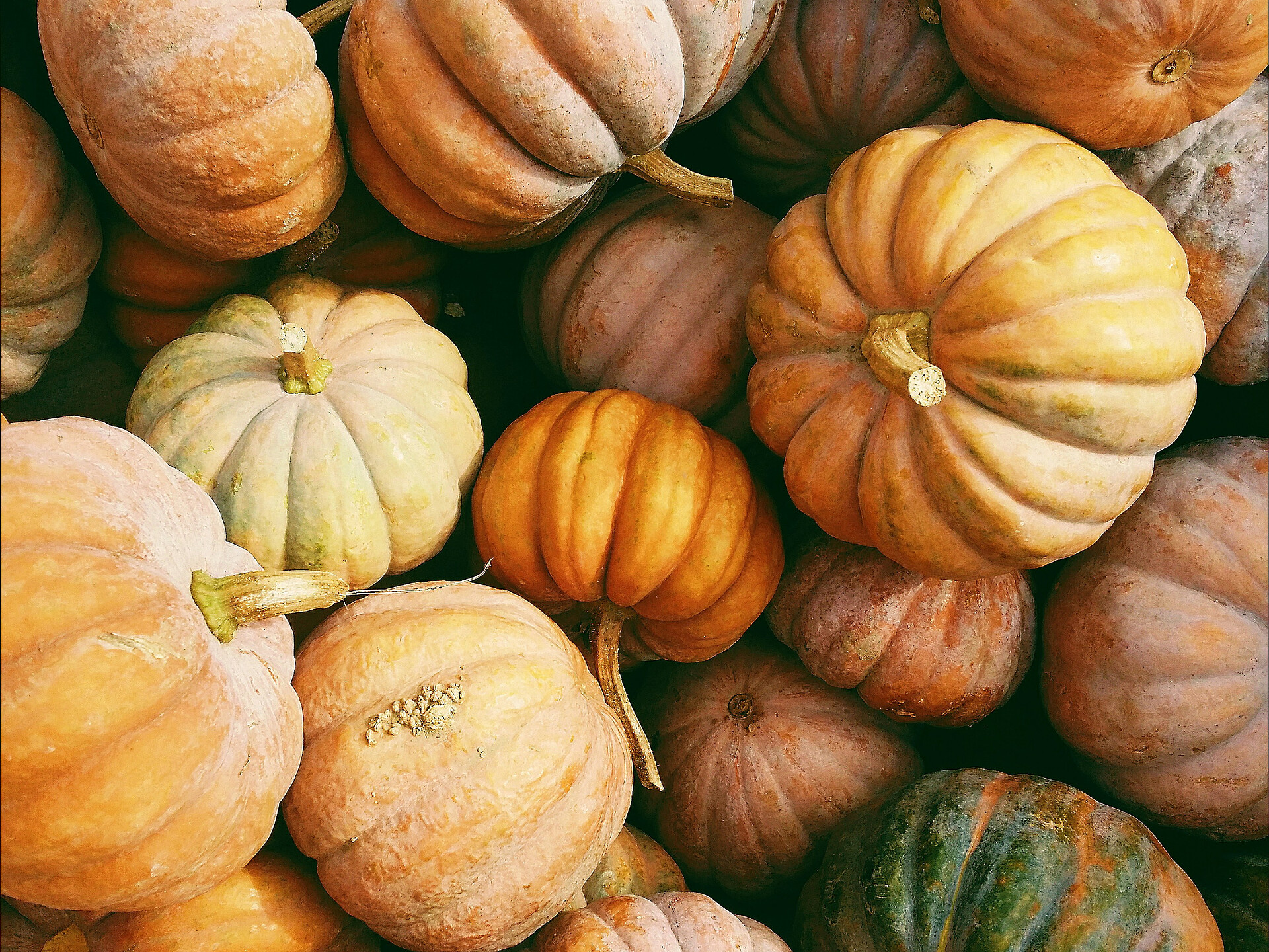 Pumpkin celebration - Meran/Merano and environs - #2 - suedtirol.info