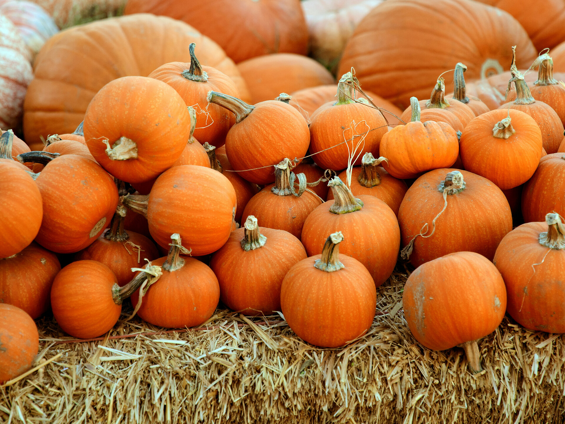 Pumpkin celebration - Meran/Merano and environs - #1 - suedtirol.info