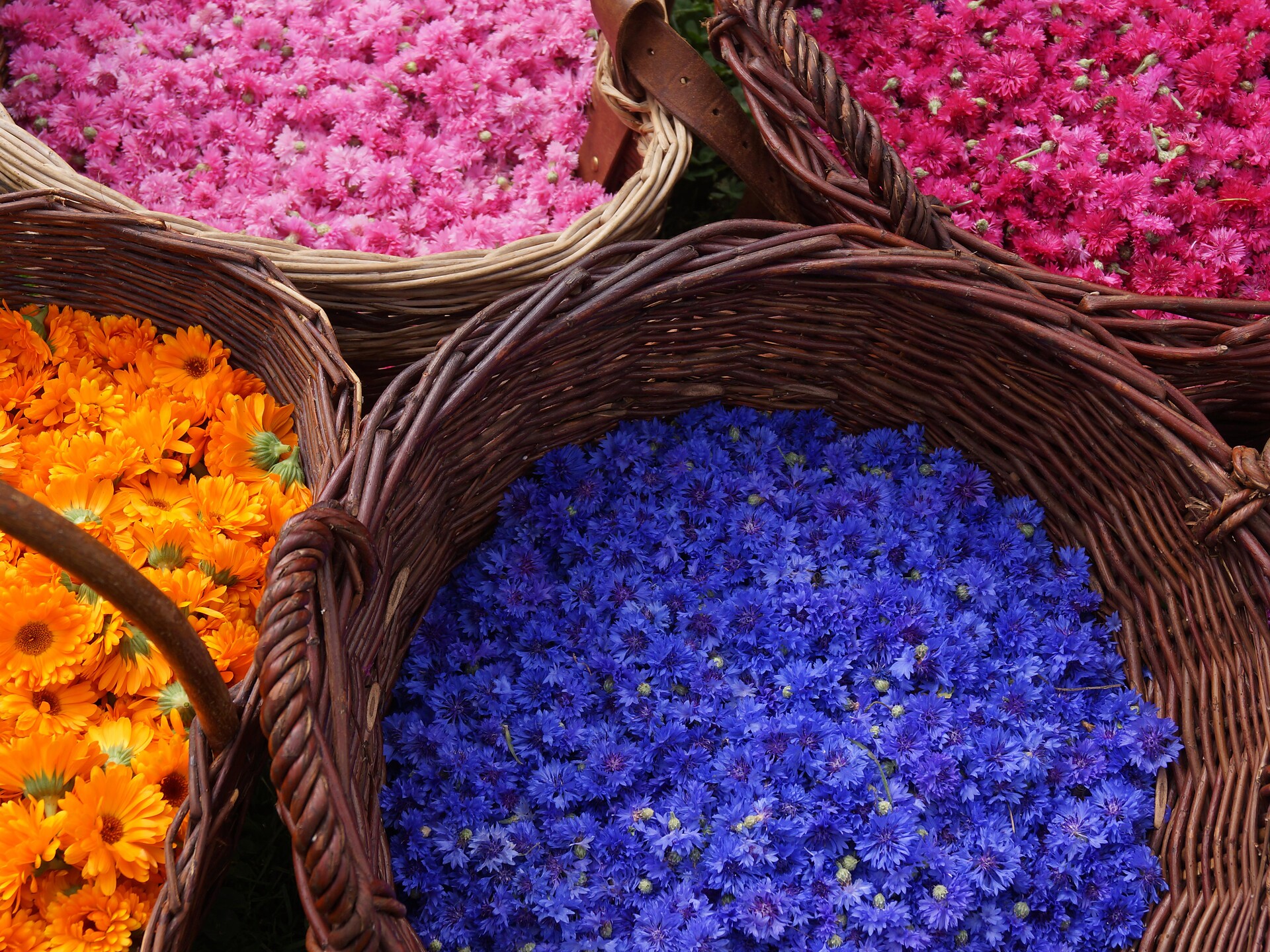 Visita guidata sulle erbe - Merano e dintorni - #1 - suedtirol.info