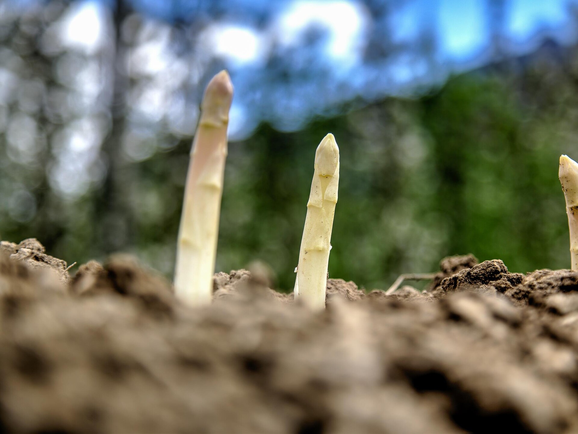 Asparagus tour Terlan/Terlano 1 suedtirol.info