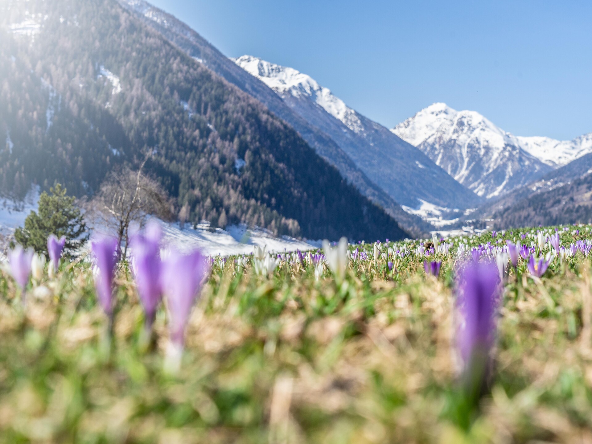 Visita guidata sulle erbe - Merano e dintorni - #1 - suedtirol.info