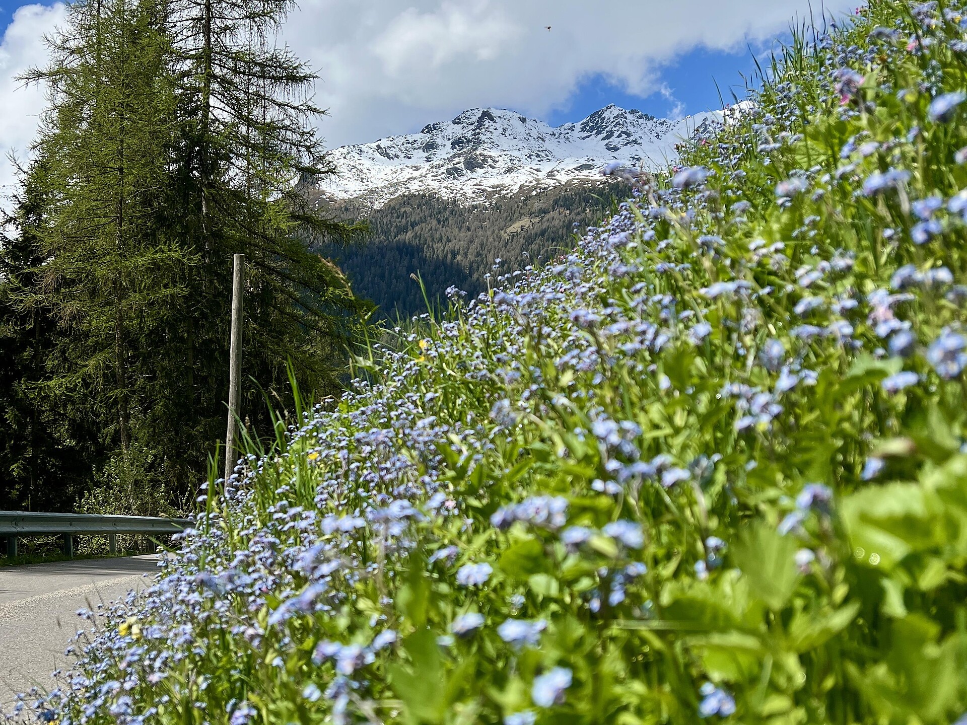 Visita guidata sulle erbe - Merano e dintorni - #1 - suedtirol.info