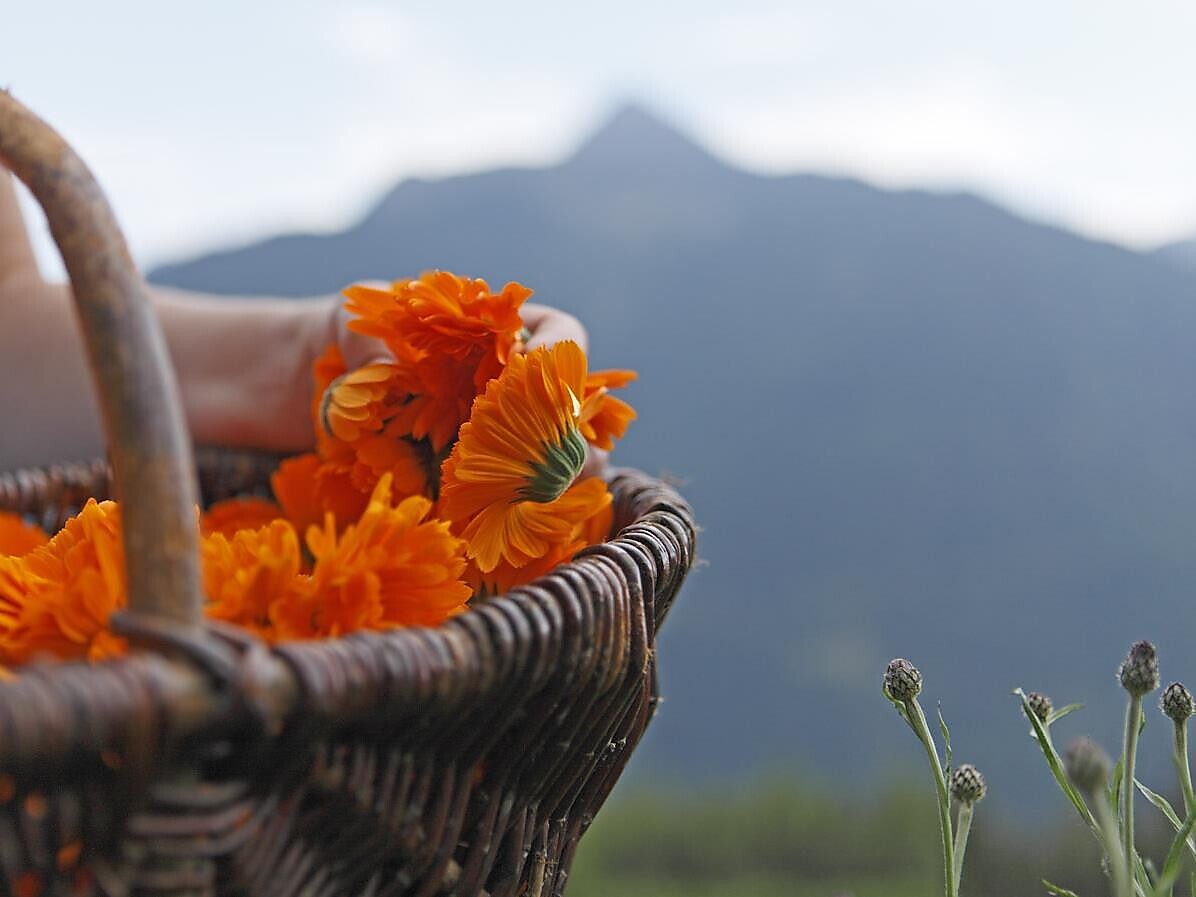 Kräuter: Heilpflanzen im Hausgarten - eine Duftreise in den Süden - Meran und Umgebung - #1 - suedtirol.info