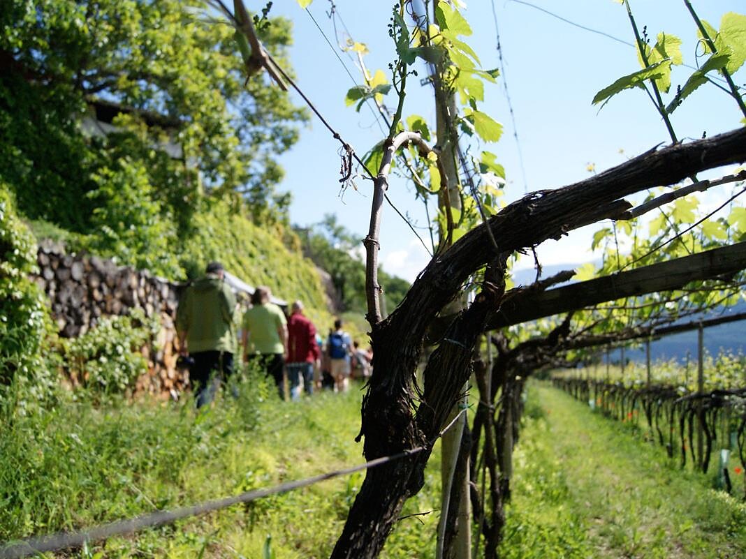 Kultur Kulinarische Weinbergwanderung Tramin an der Weinstraße 3 suedtirol.info