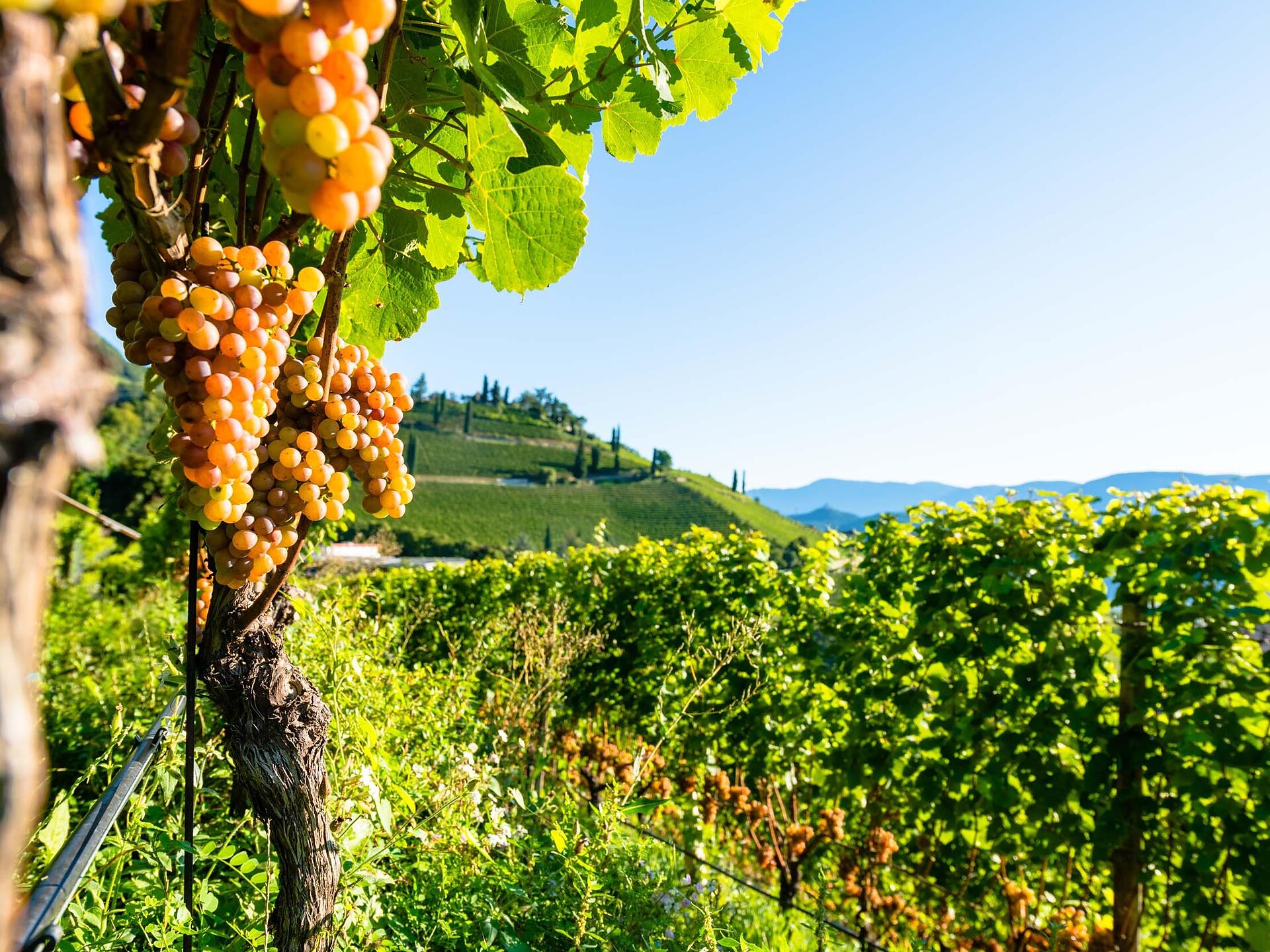 Kultur Kulinarische Weinbergwanderung Tramin an der Weinstraße 2 suedtirol.info