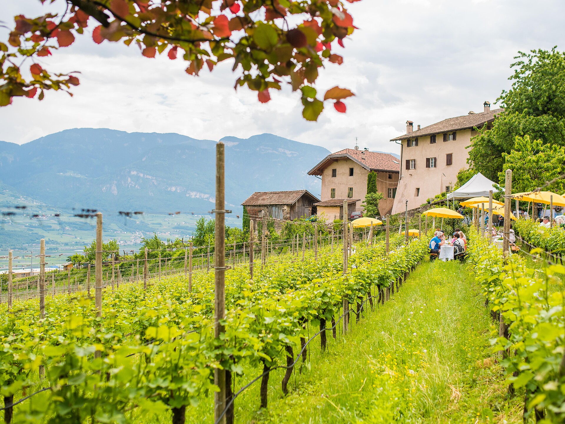 Kultur Kulinarische Weinbergwanderung Tramin an der Weinstraße 1 suedtirol.info