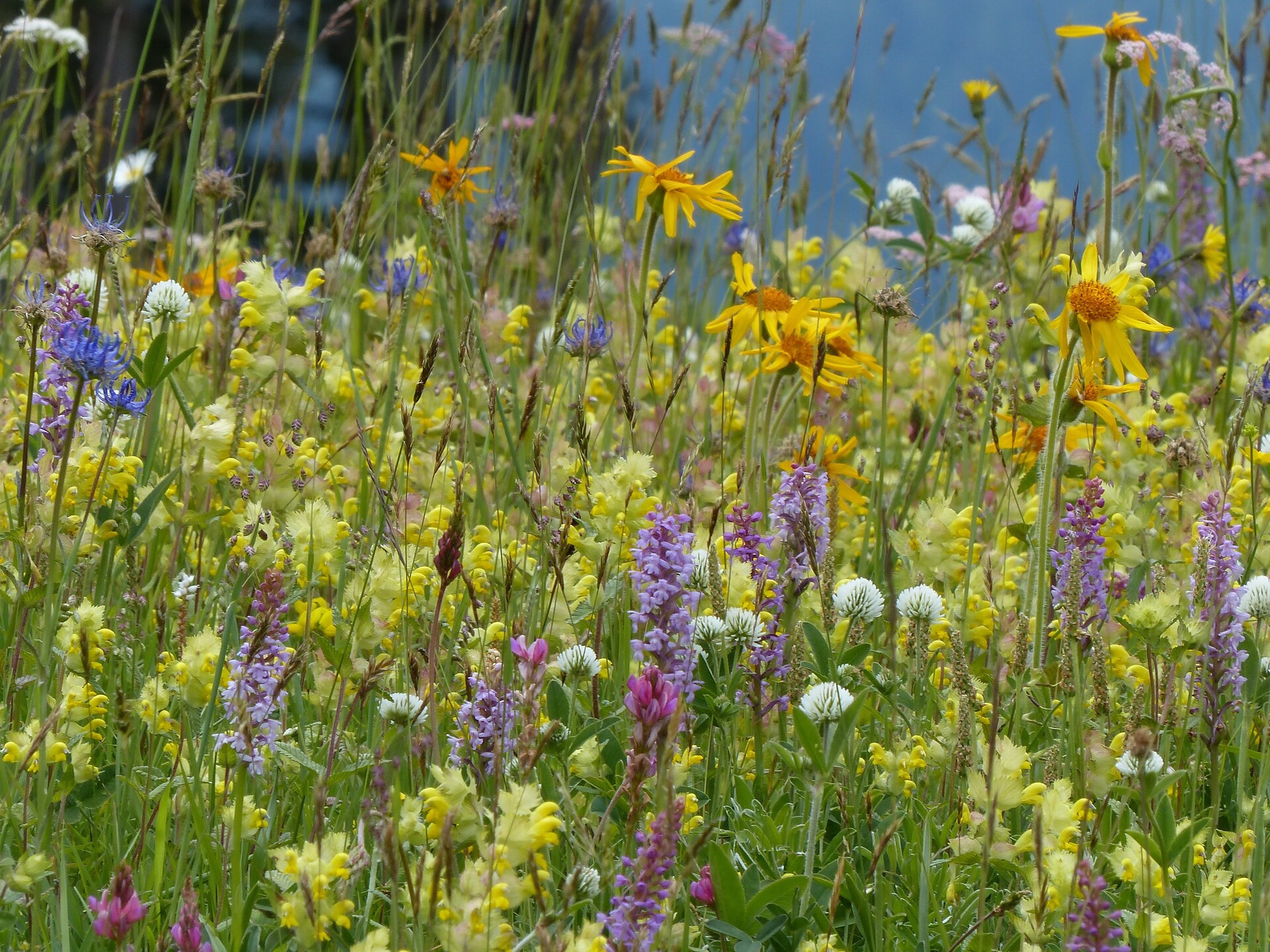 Kräuter: Heilsame Wildkräuter in der Blumenwiese - Meran und Umgebung - #1 - suedtirol.info