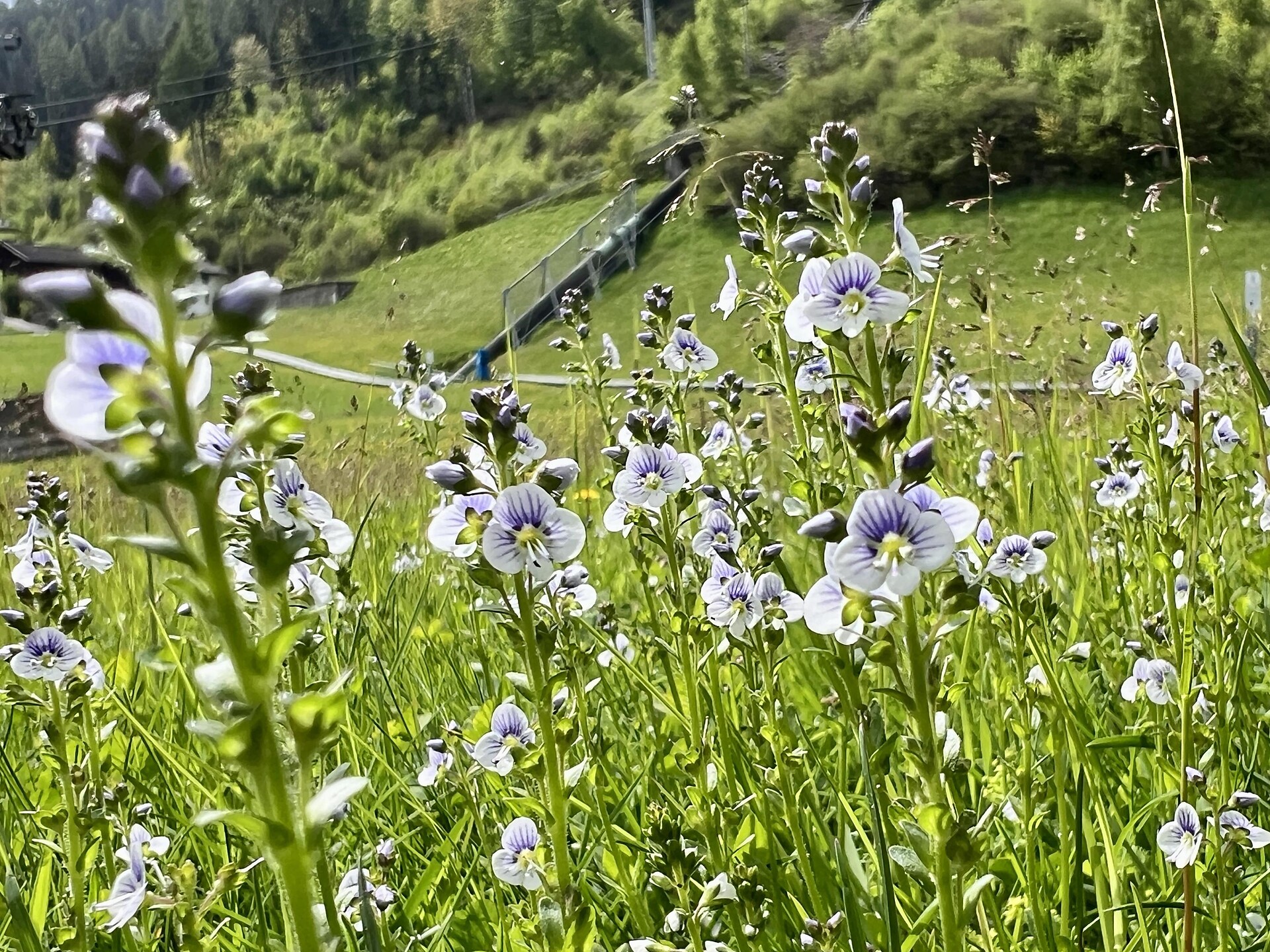 Visita guidata sulle erbe - Merano e dintorni - #1 - suedtirol.info