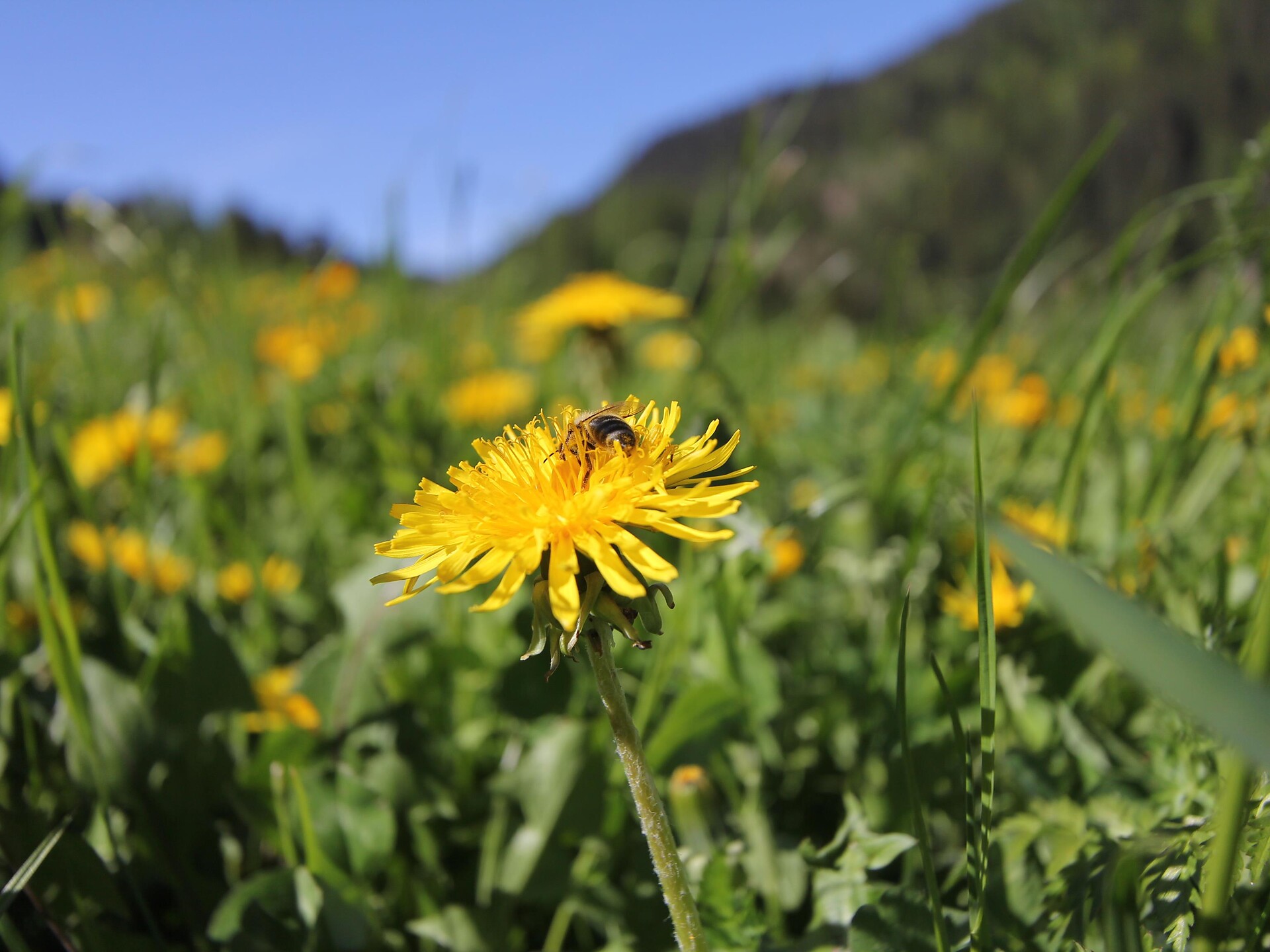 Kräuterführung rund um den Löwenzahn U.L.Frau i.W.-St. Felix 1 suedtirol.info