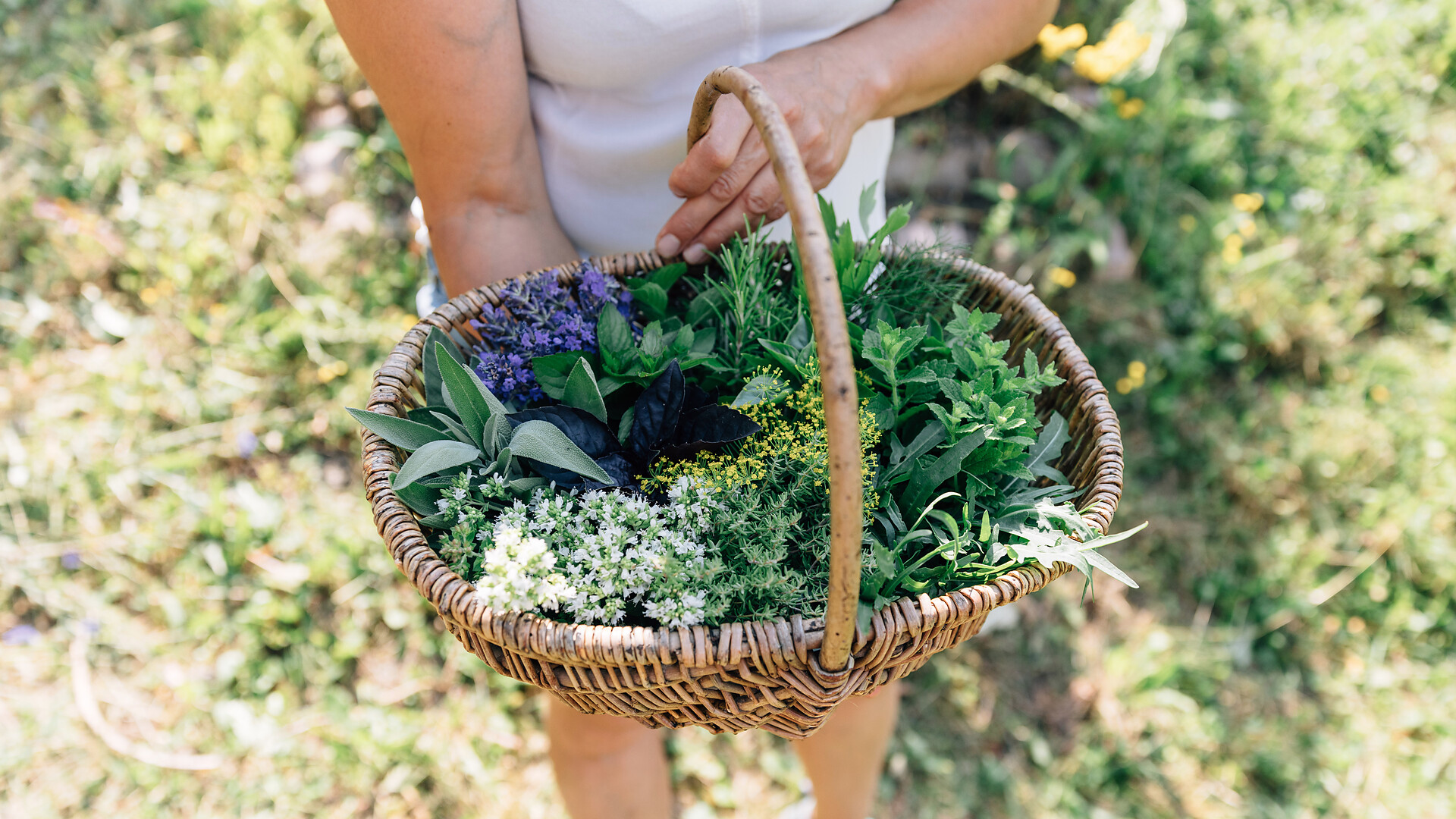 Herbal hike with workshop - Meran/Merano and environs - #2 - suedtirol.info
