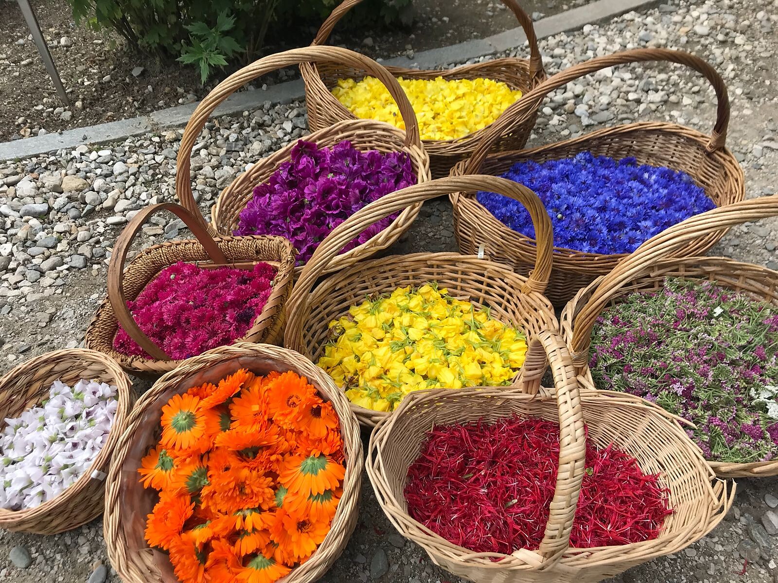 The joy of herbs – workshop with Tamara (in German and Italian language) - Dolomites Region Kronplatz/Plan de Corones - #1 - suedtirol.info