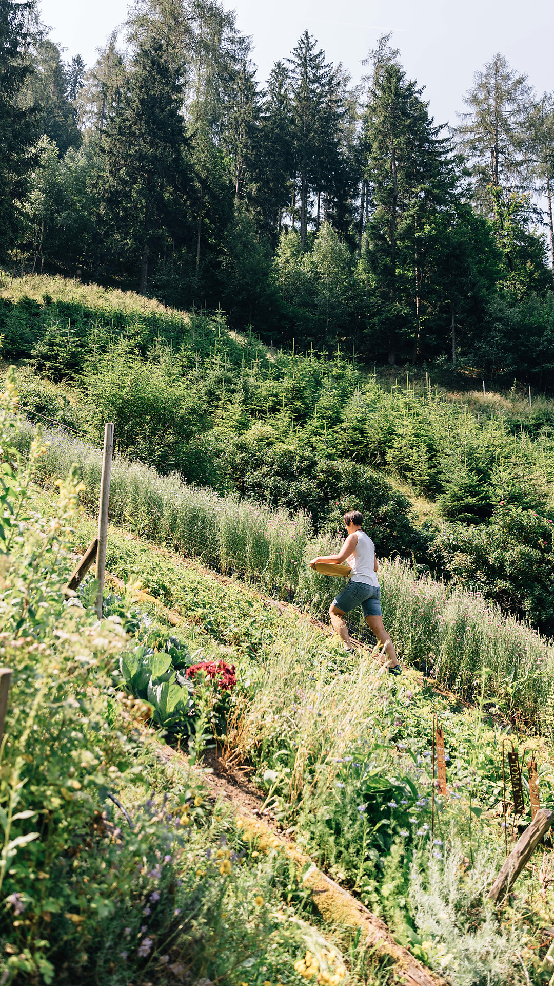 Cooking class with herbs - Meran/Merano and environs - #1 - suedtirol.info