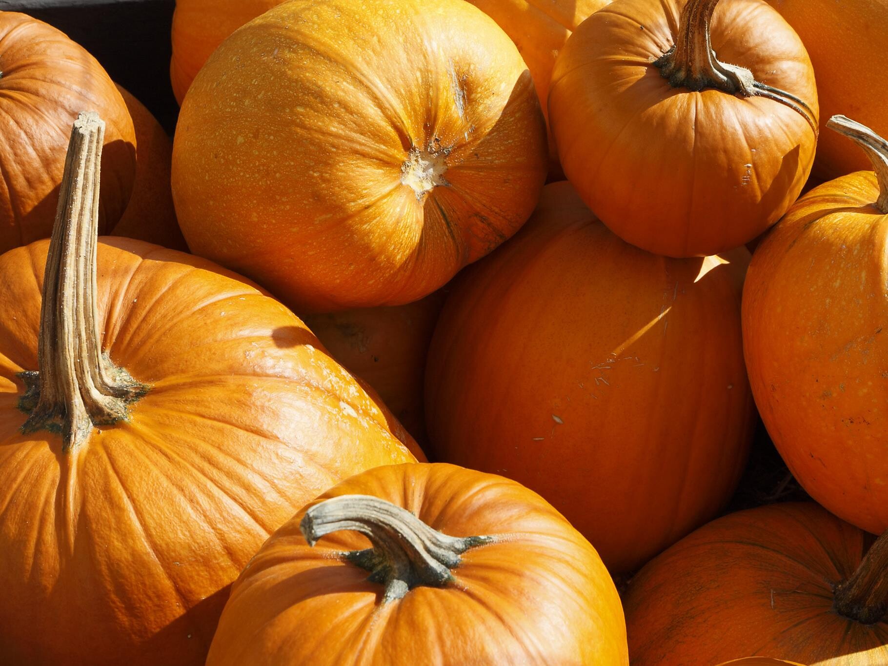 Festa della zucca Lana 1 suedtirol.info