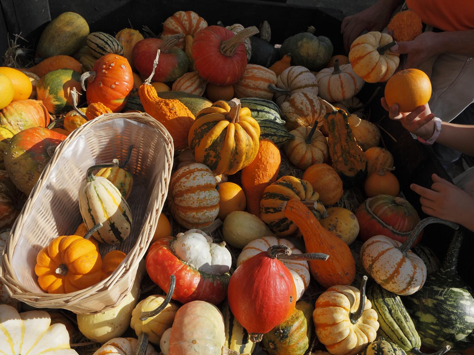 Festa della zucca Lana 3 suedtirol.info