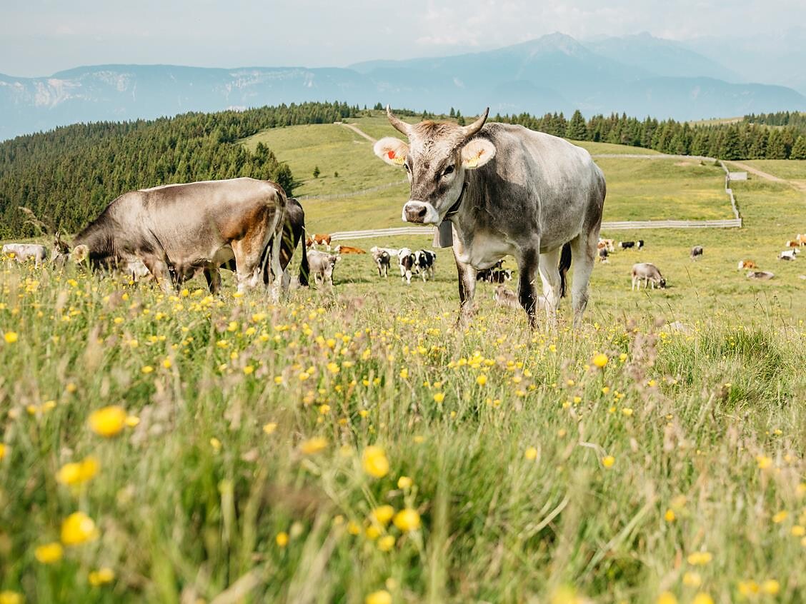Kochevent der Roter Hahn Kochschule: „Hochgenuss vom Berg" - Bozen und Umgebung - #2 - suedtirol.info