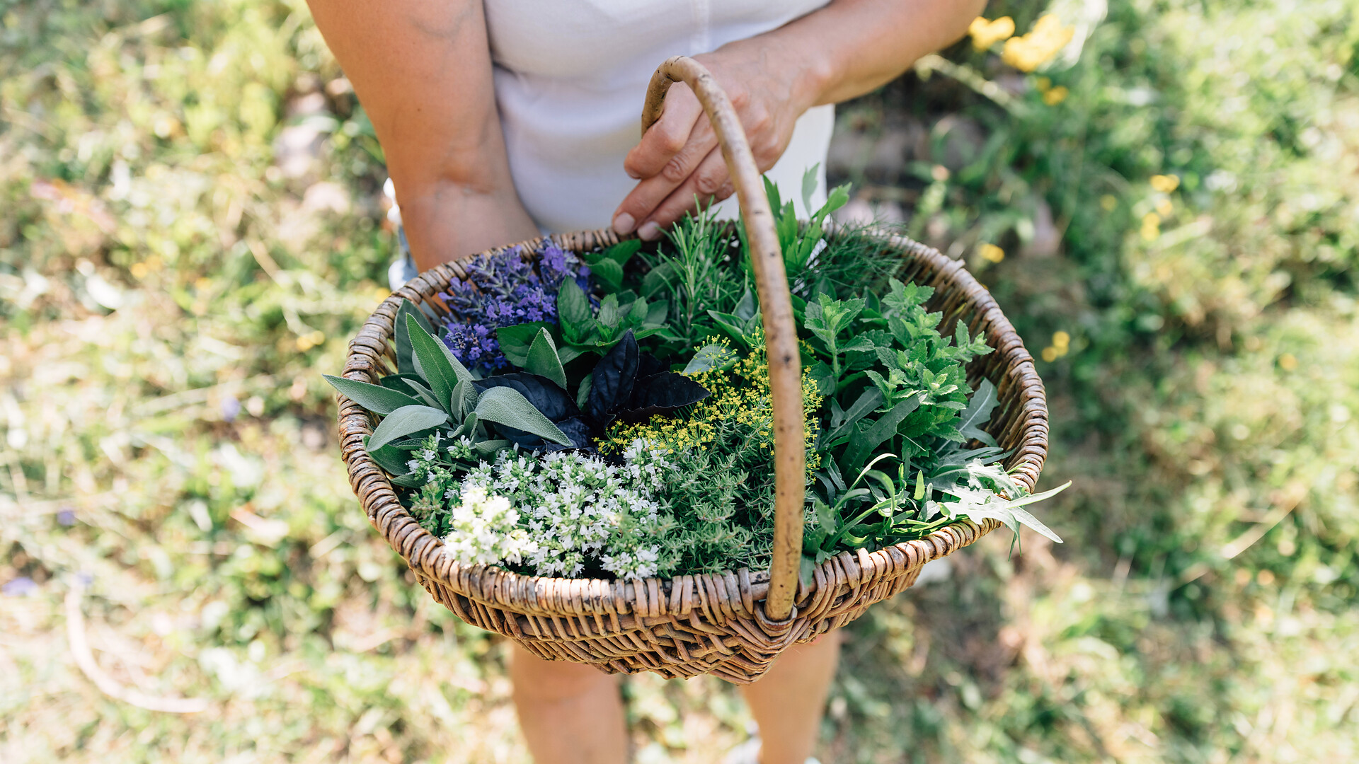 Herbal hike with workshop - Meran/Merano and environs - #2 - suedtirol.info