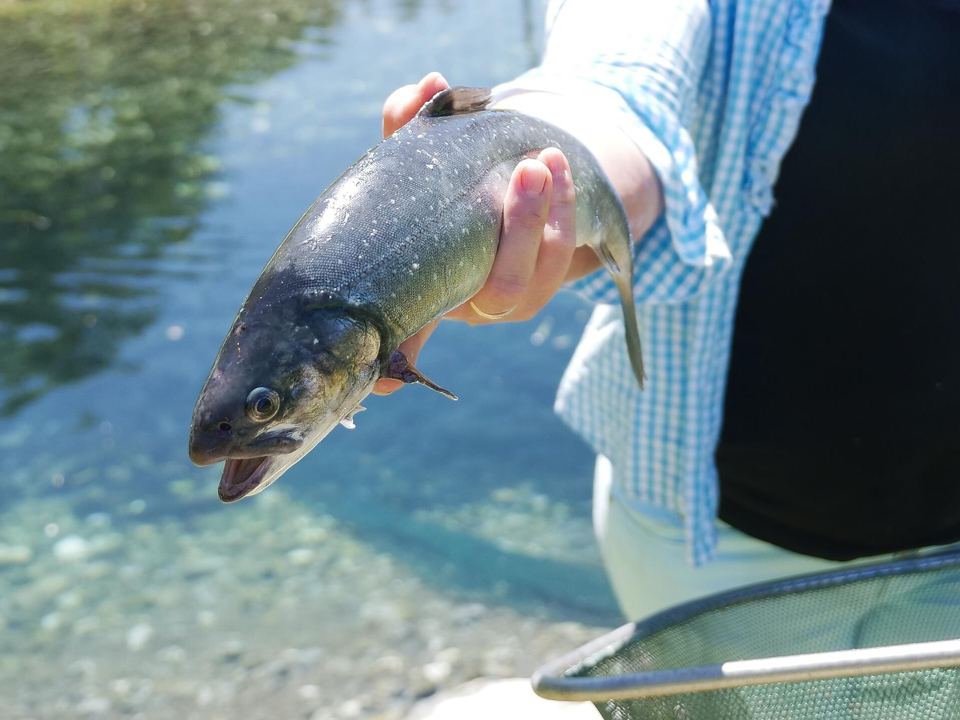Cooking Event at the “Roter Hahn” Cookery School: „Nose-to-tail Spezial: Fisch“ - Bolzano/Bozen and environs - #2 - suedtirol.info