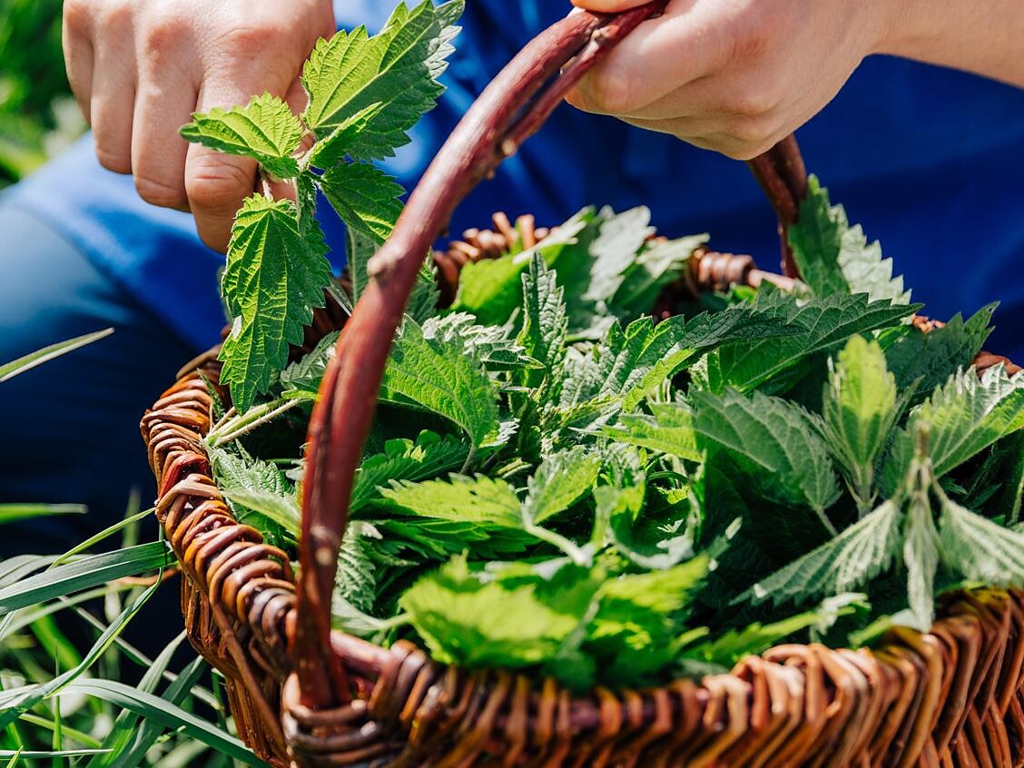 Evento della Scuola di cucina del Gallo Rosso: „Schätze der Natur“ - Bolzano e dintorni - #2 - suedtirol.info