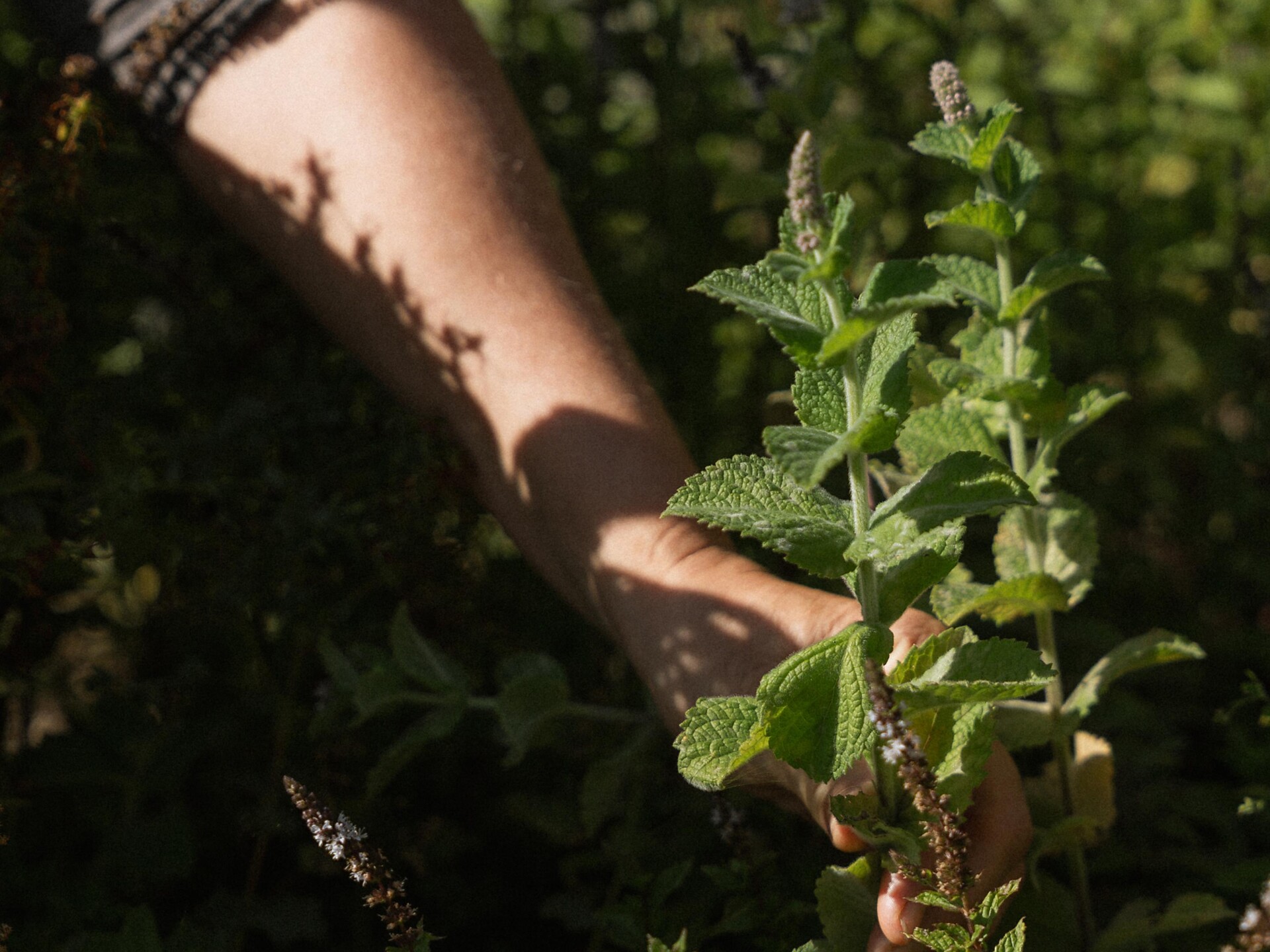 Slow Food Travel - Herbs and stories of the Lüsen Mountains - Dolomites Region Lüsen Villnöss - #1 - suedtirol.info